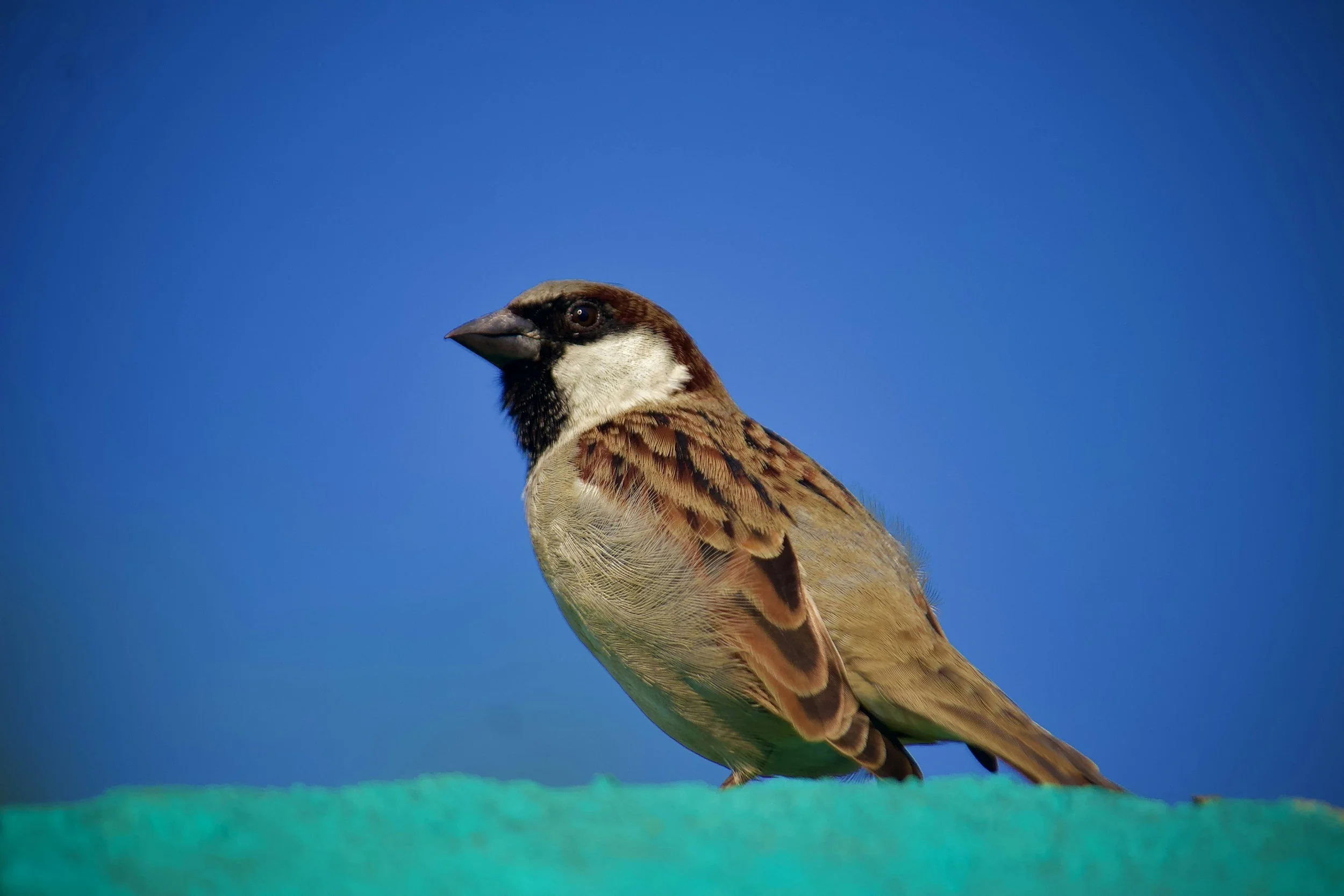 The Eye on the Sparrow.