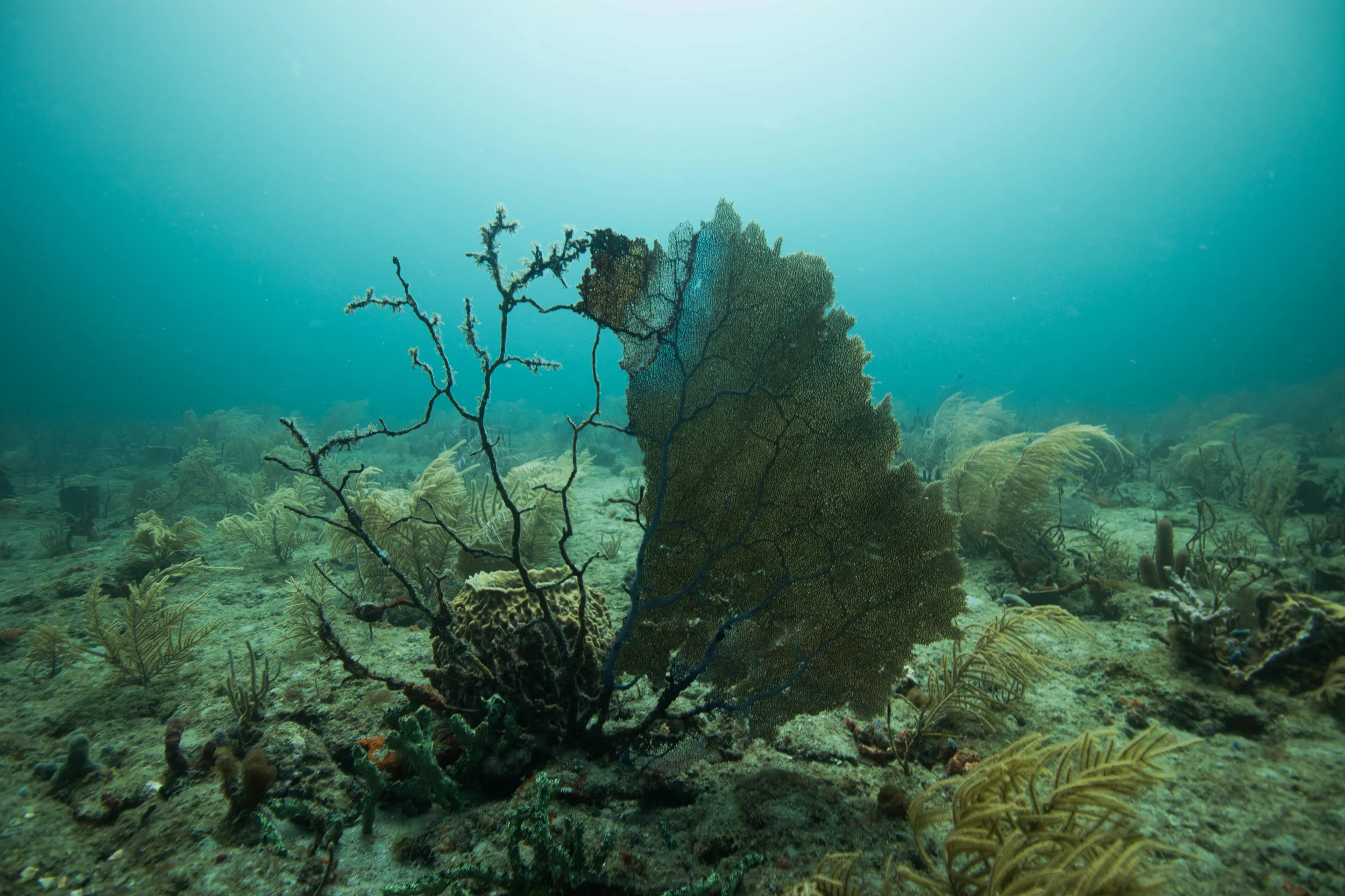 dive 6.jpg