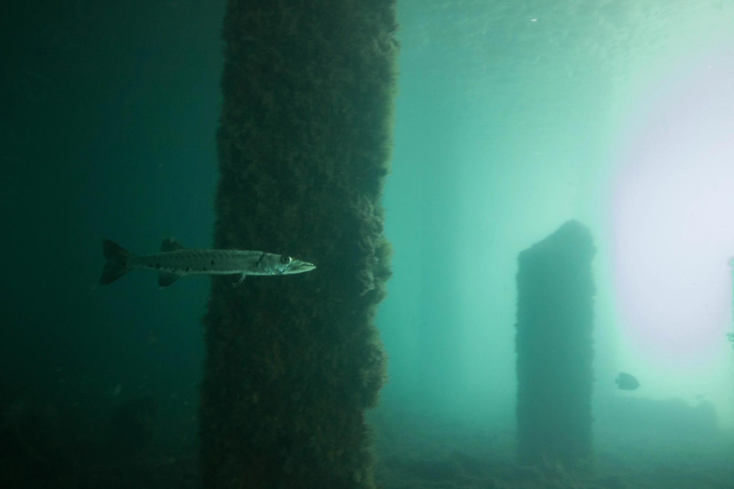 dive 22.jpg