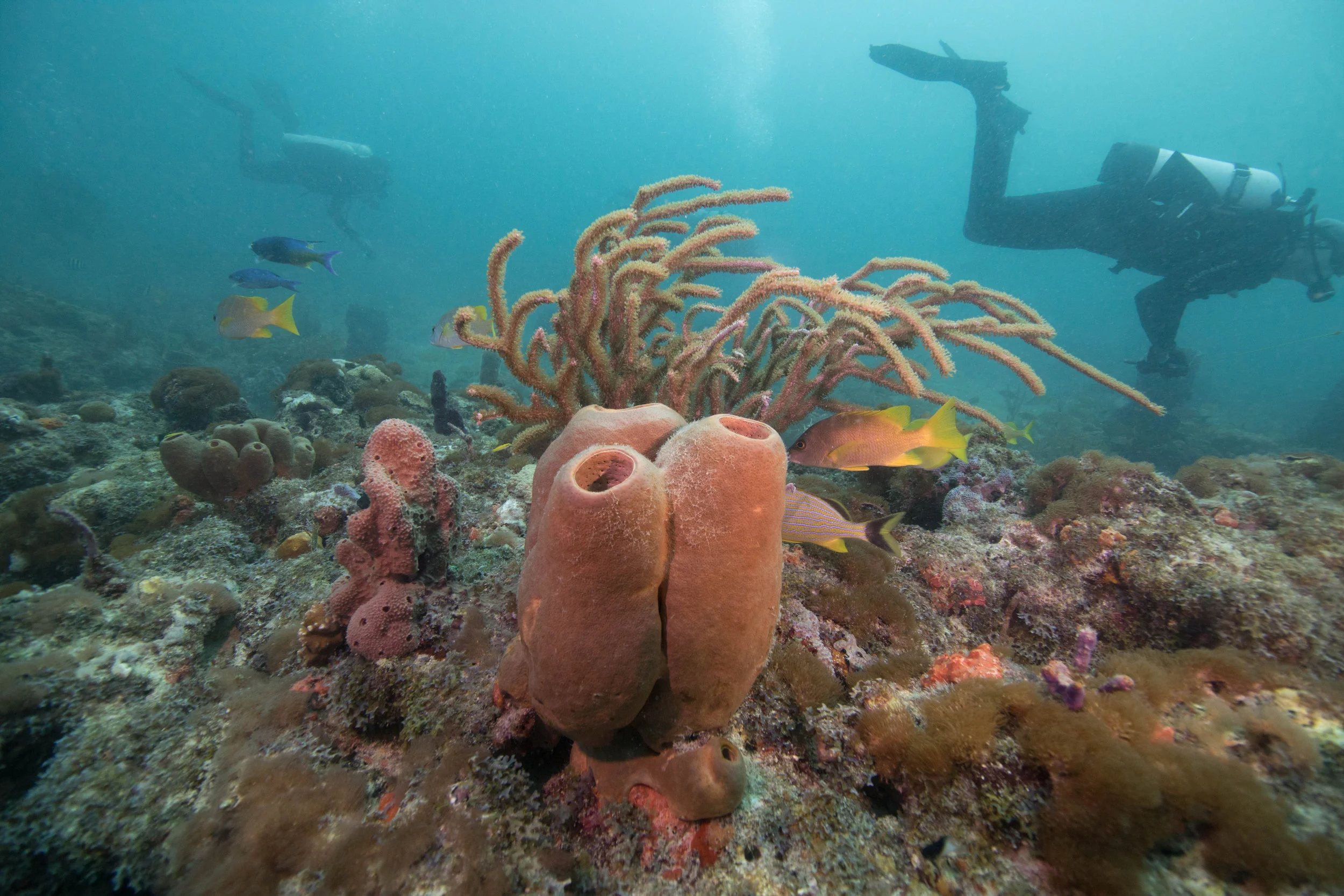 sponge-4.jpg