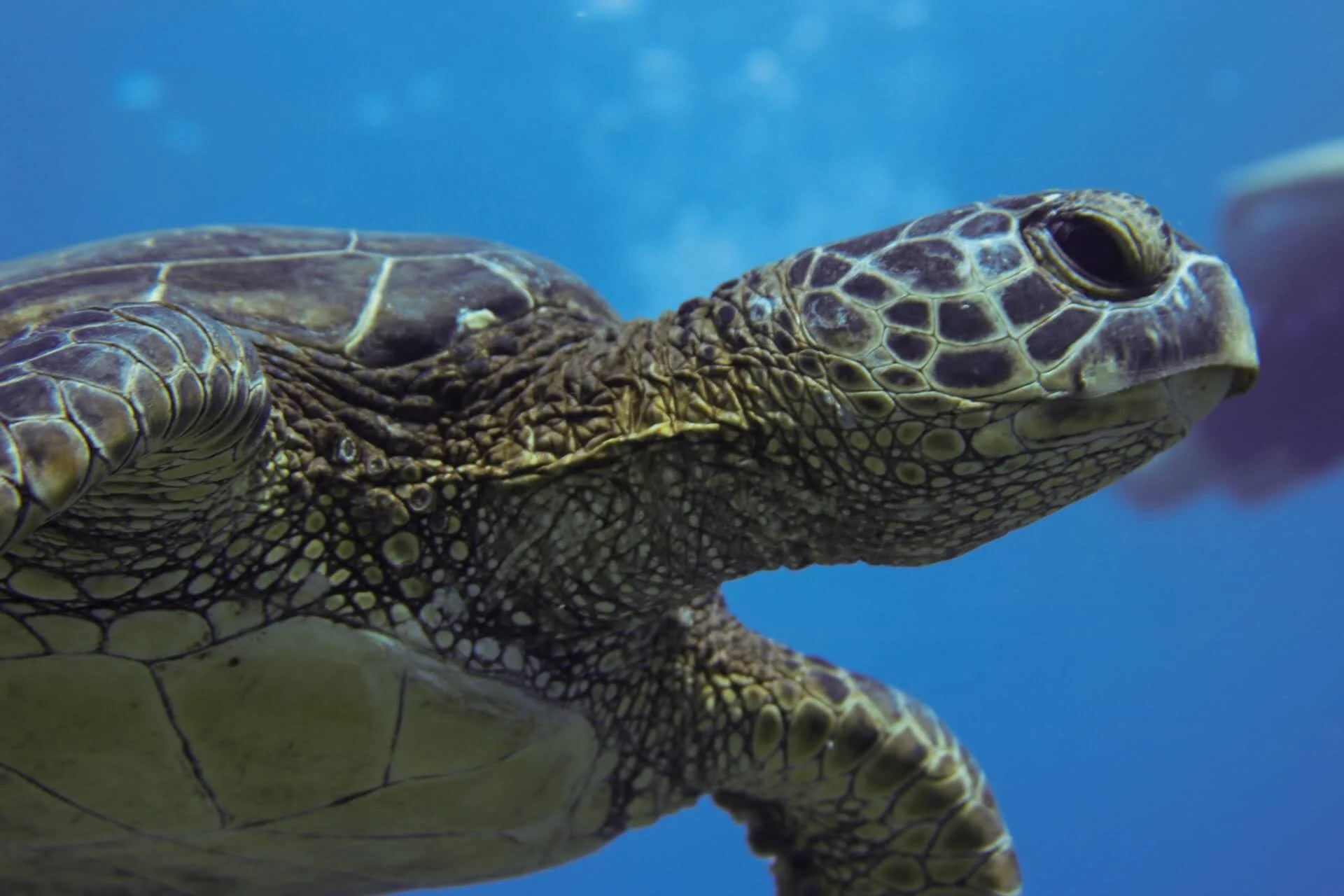 turtle.jpeg