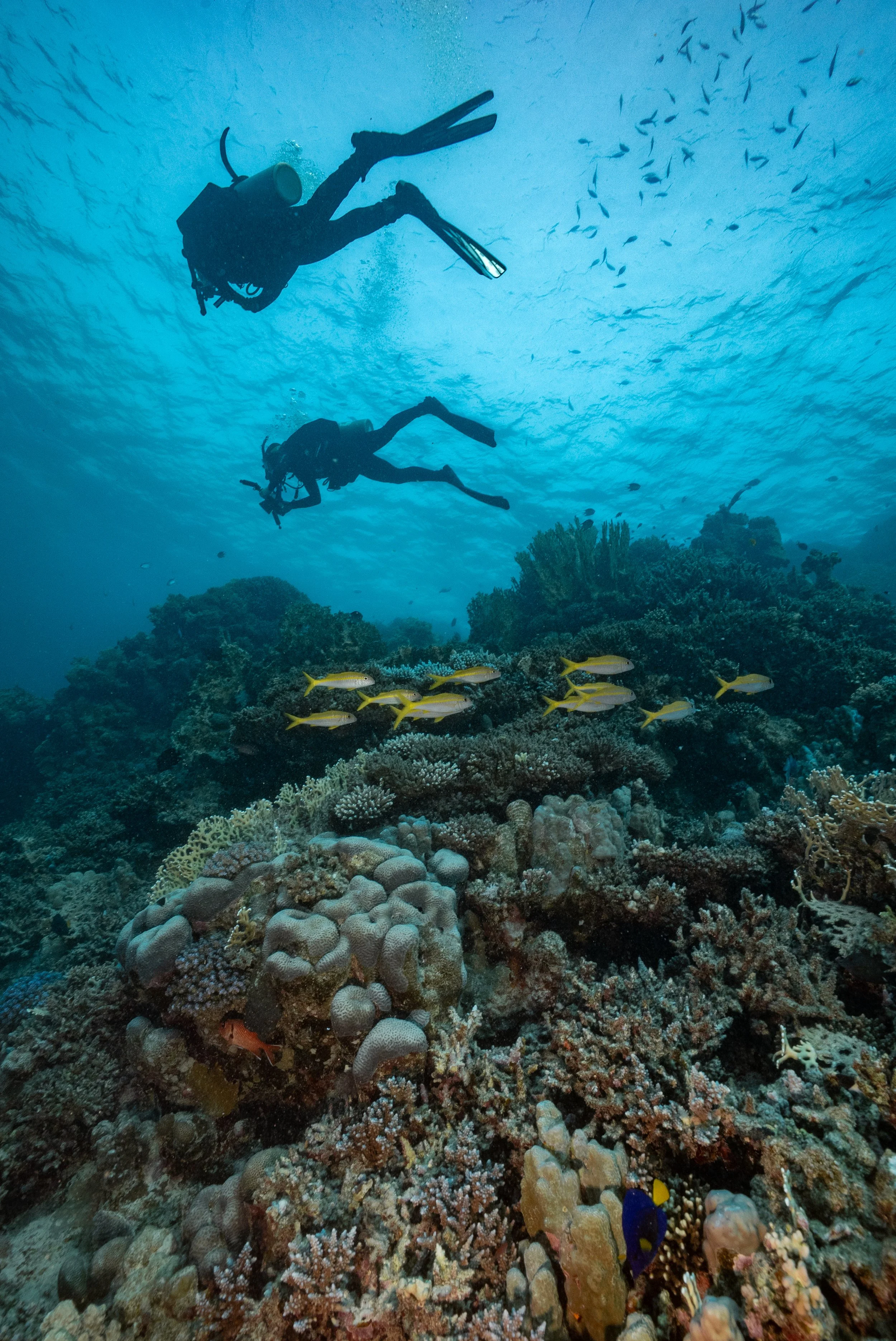 KPaterakis_RedSeaDivingSafari_2025_Friends-00816.jpg