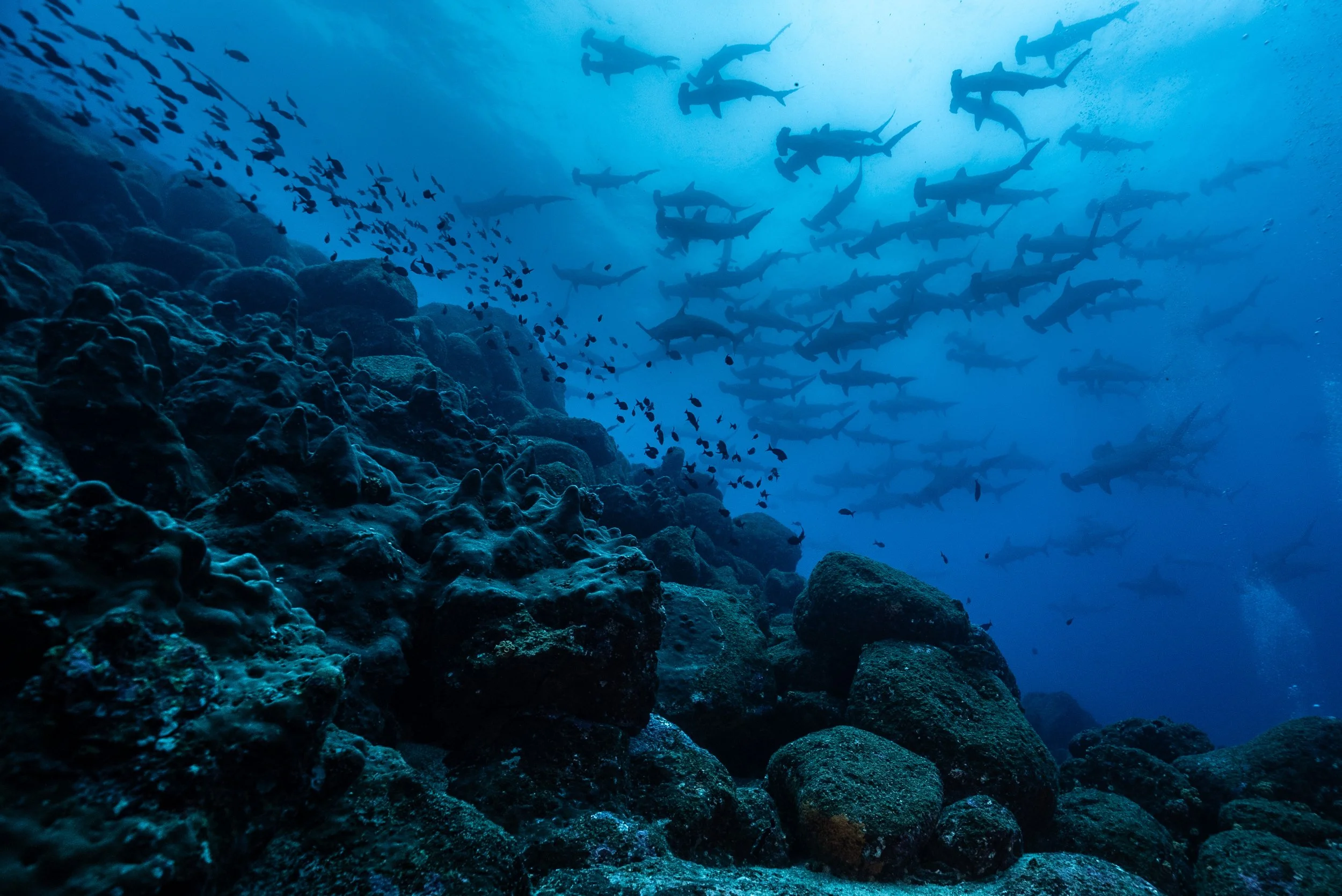 KPaterakis_Galapagos_WolfIsland-06098.jpg