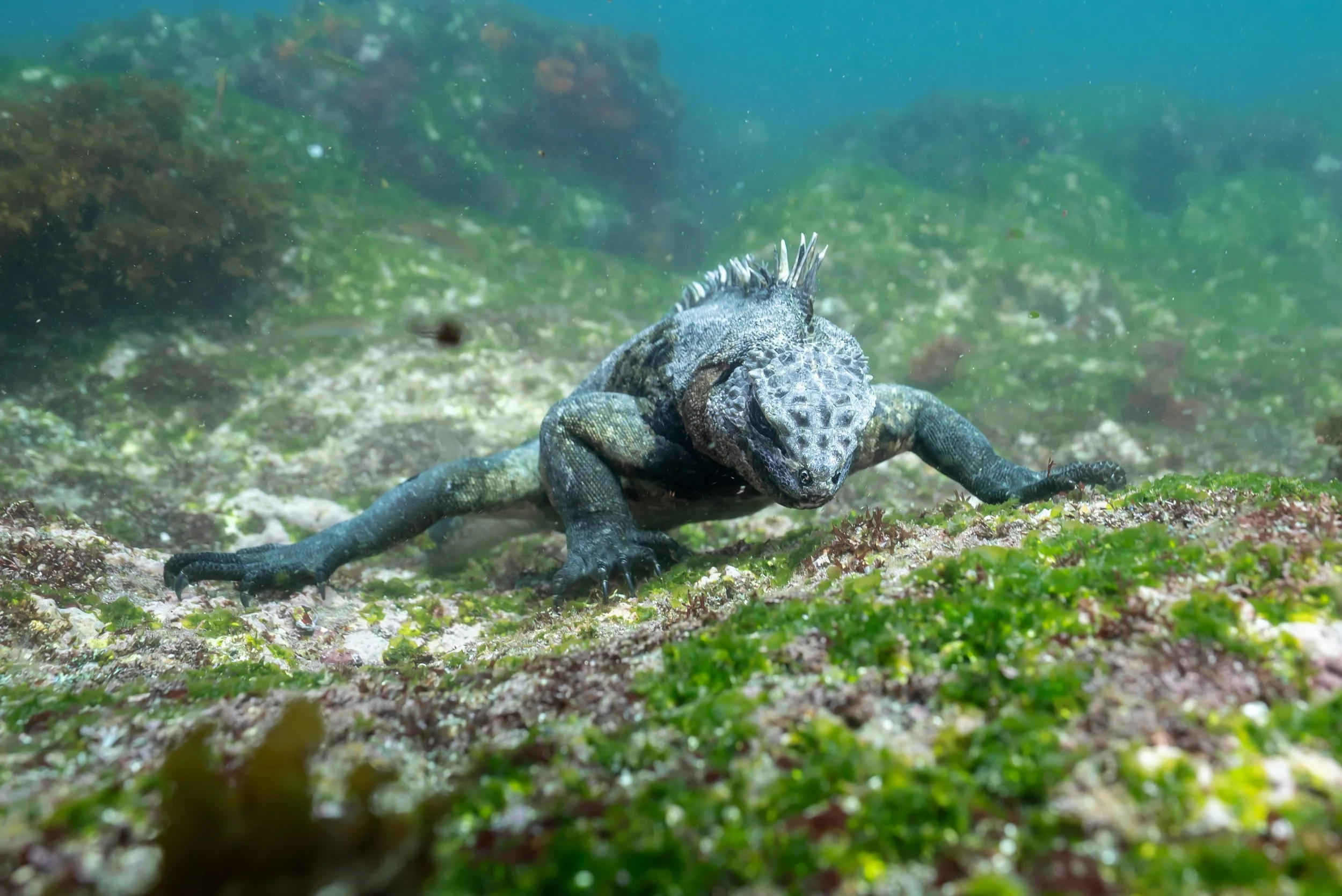 KPaterakis_Galapagos_MarineIguana-05440.jpg