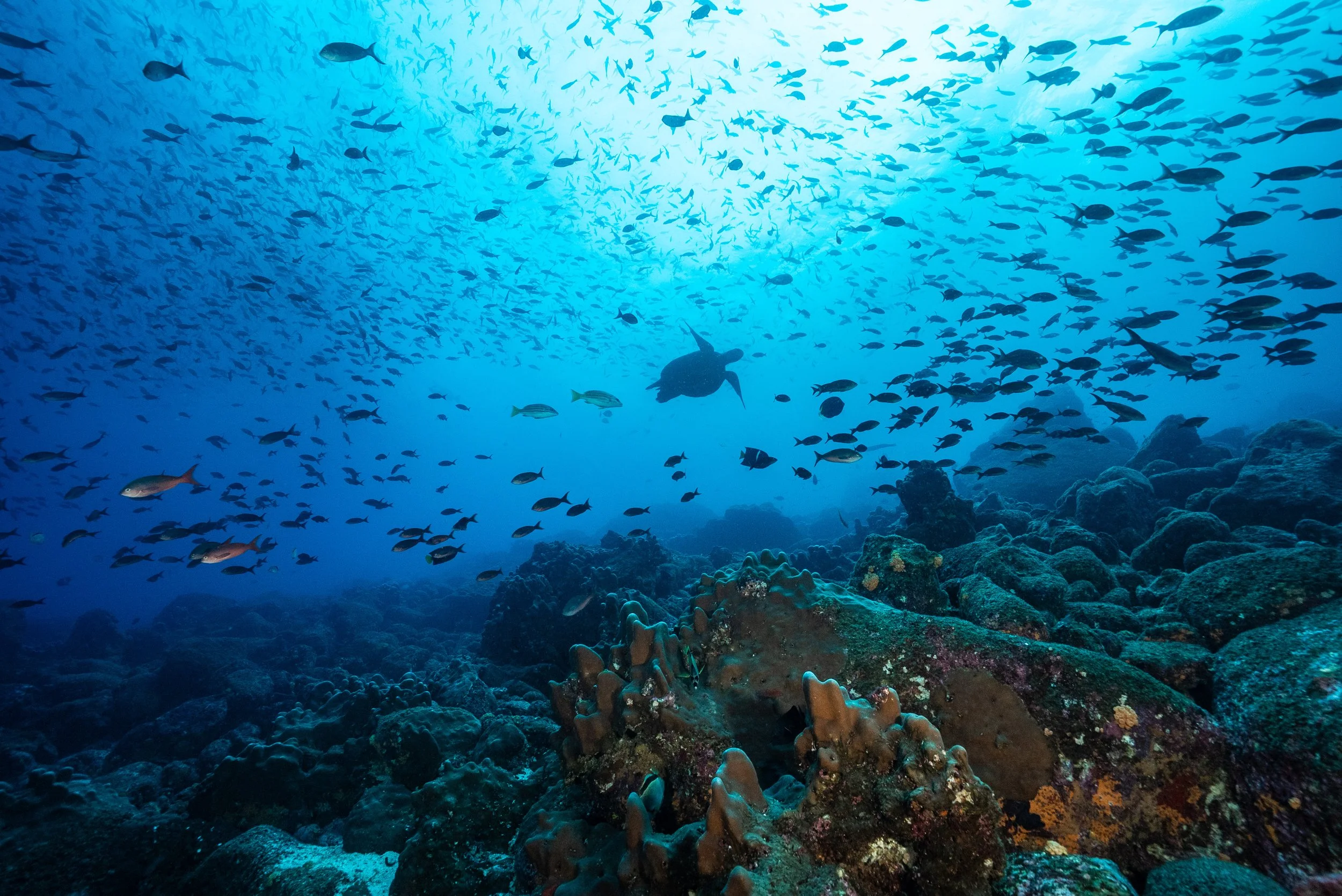 KPaterakis_Galapagos_WolfIsland-06522.jpg