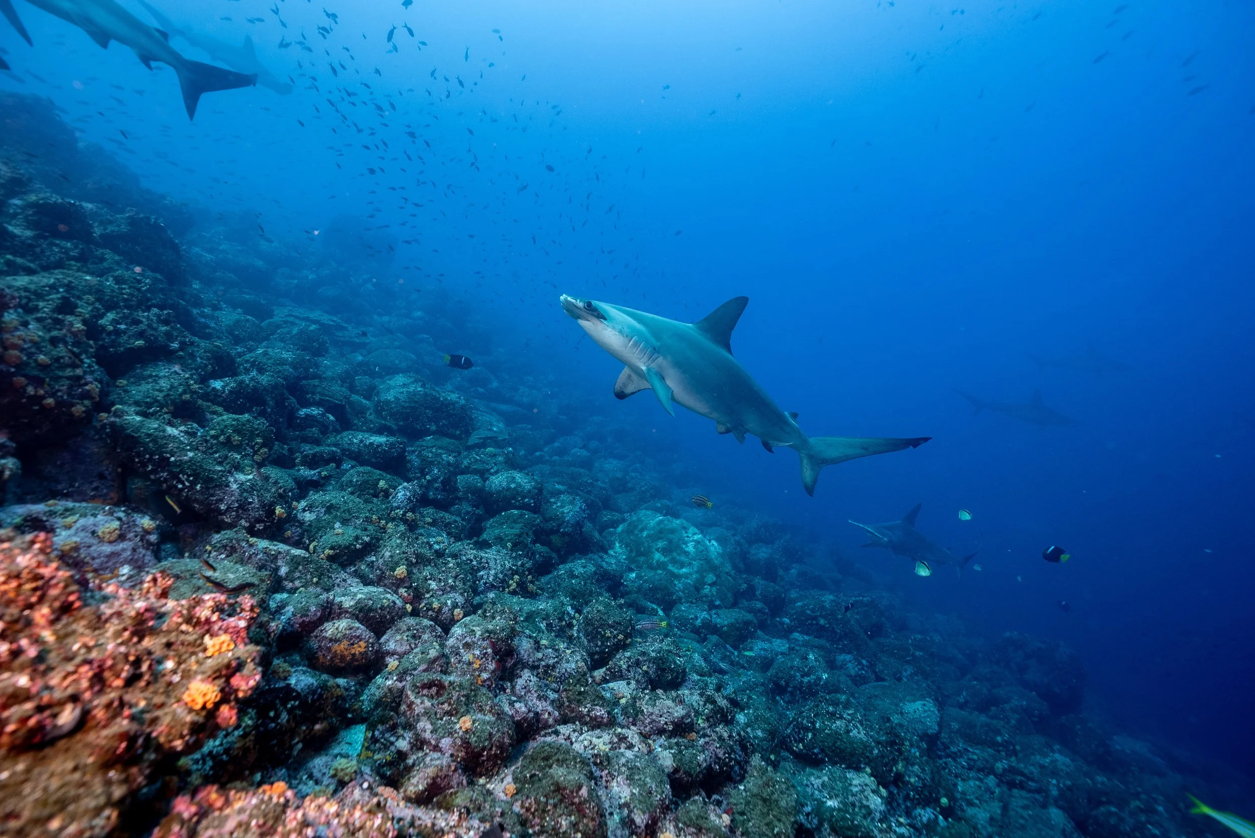 KPaterakis_Galapagos_WolfIsland-06263.jpg