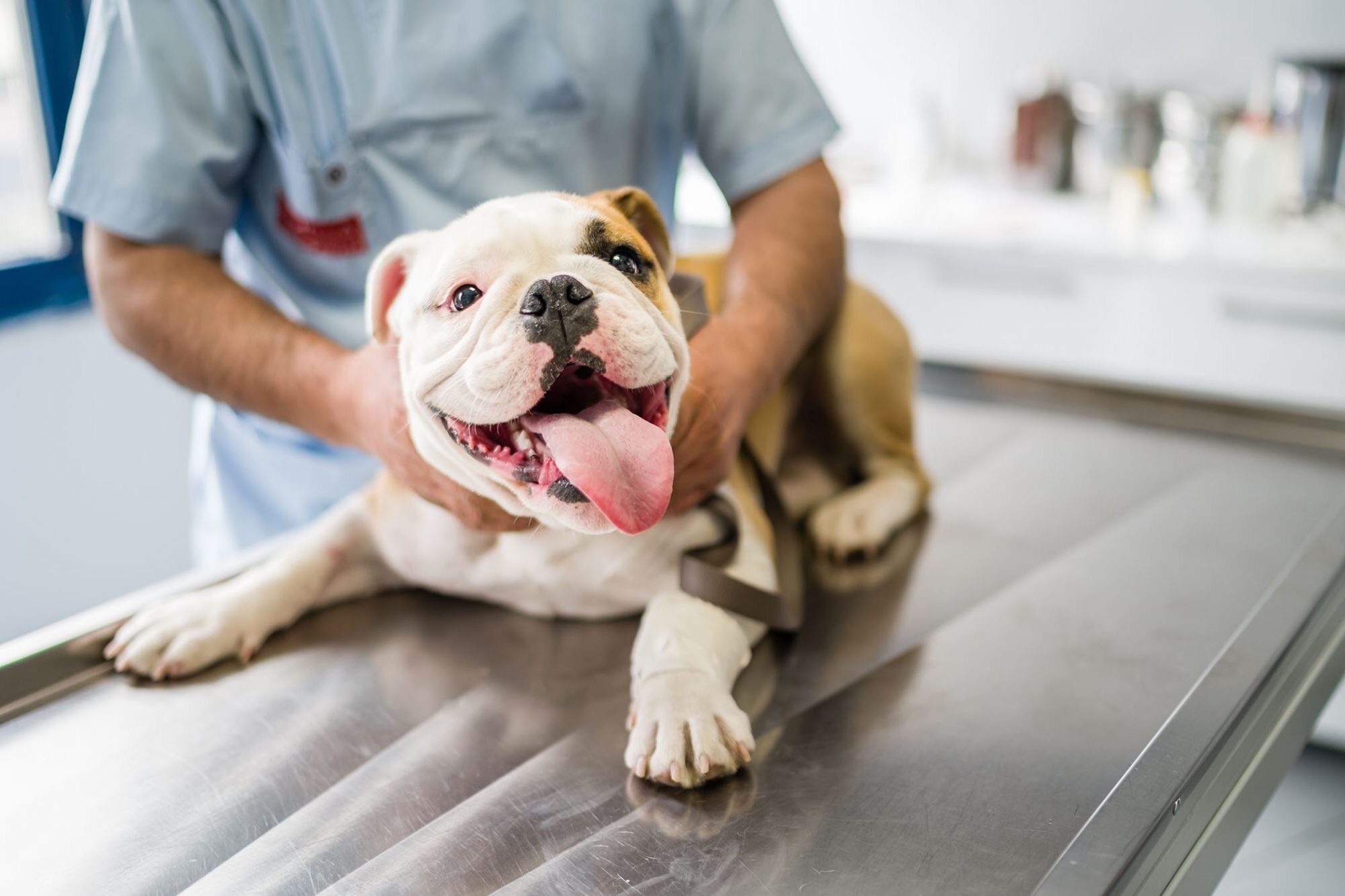 Physical Examination Fourth Line Animal Hospital Physical Examination Fourth Line Animal Hospital