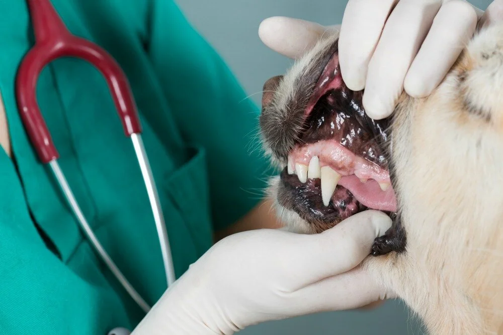 dental.jpg
