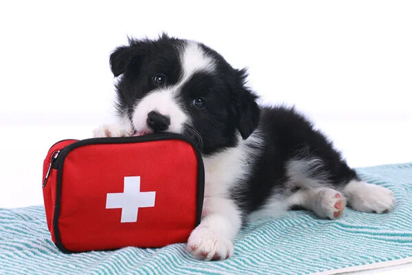 A-black-and-white-dog-with-a-first-aid-kit.jpg
