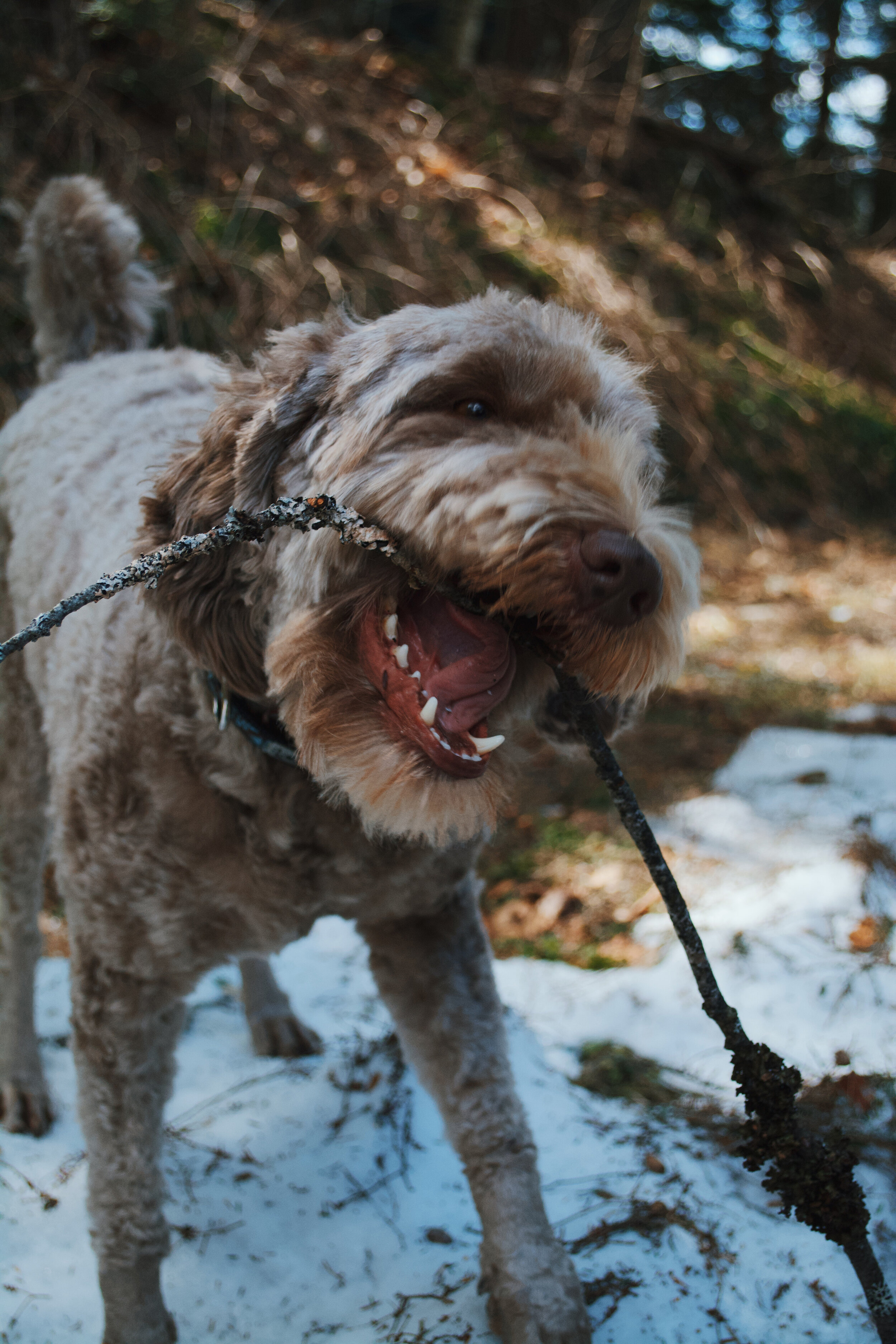doggo9.JPG