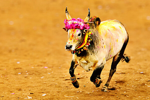 jallikattu.jpg