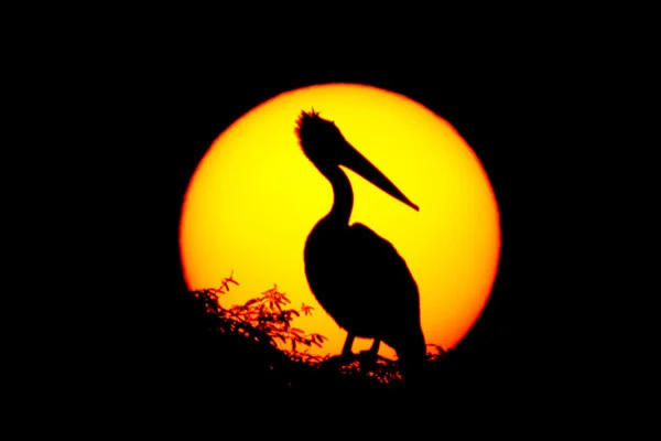 wildlife-animals.jpg