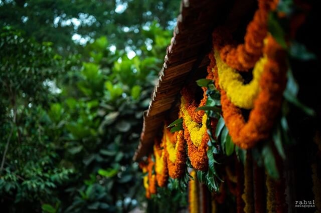 When there is so much green all around, you have to add some yellow to balance it out.
And once Navya realised her family overdid the &quot;yellow&quot;, she got them to wash it off :-D

Blog post coming soon! 
#indianwedding #wedding #indianbride #b