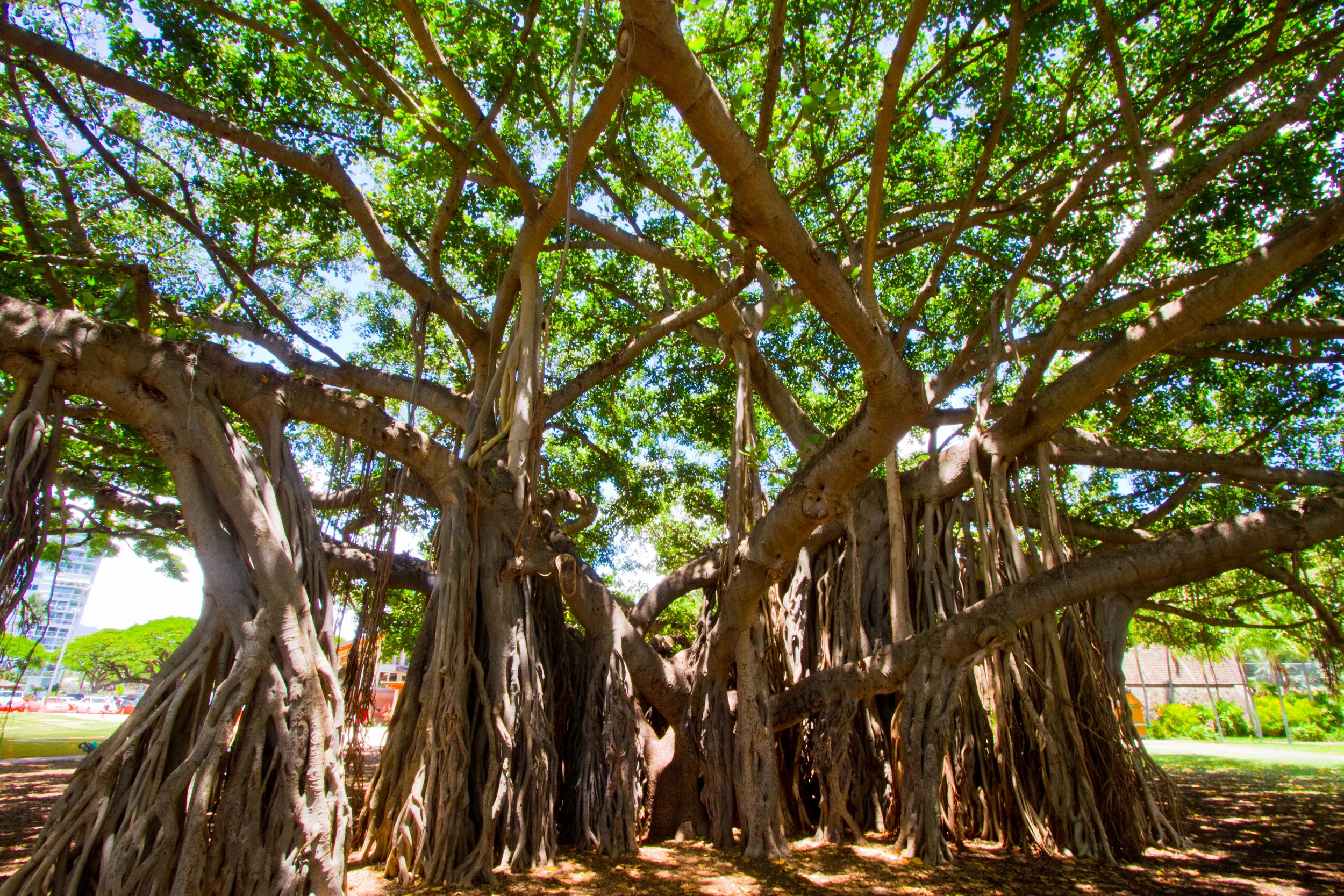 tree- banyon.jpg