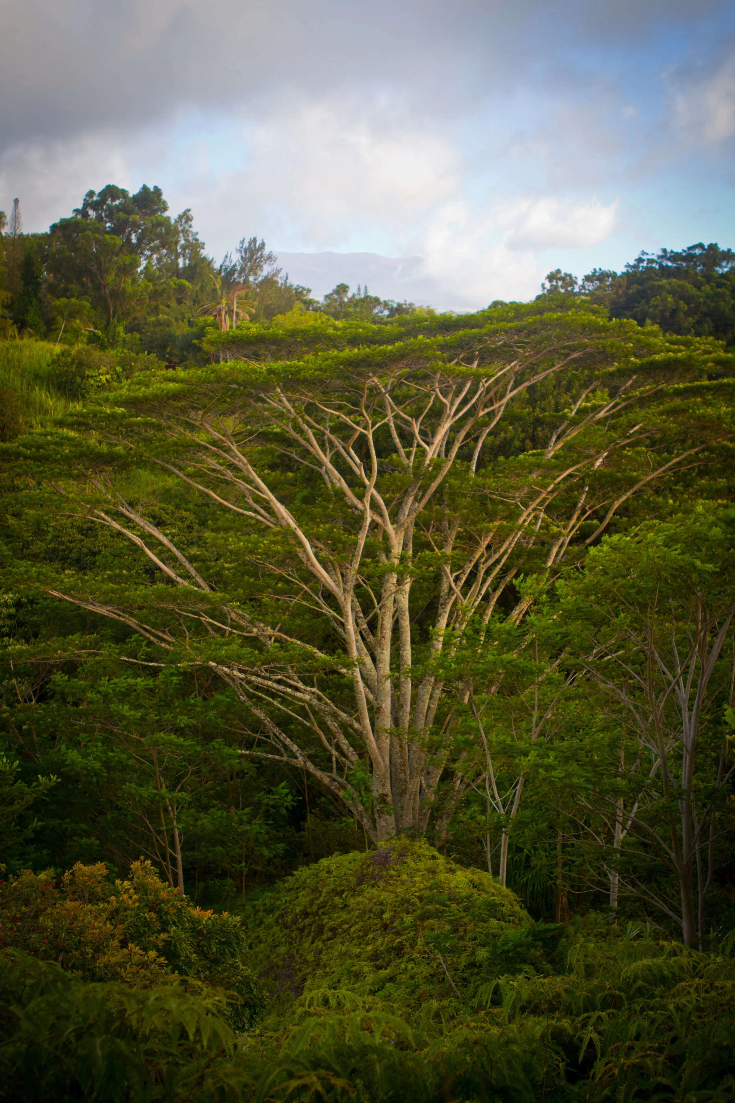tree-in the valley.jpg