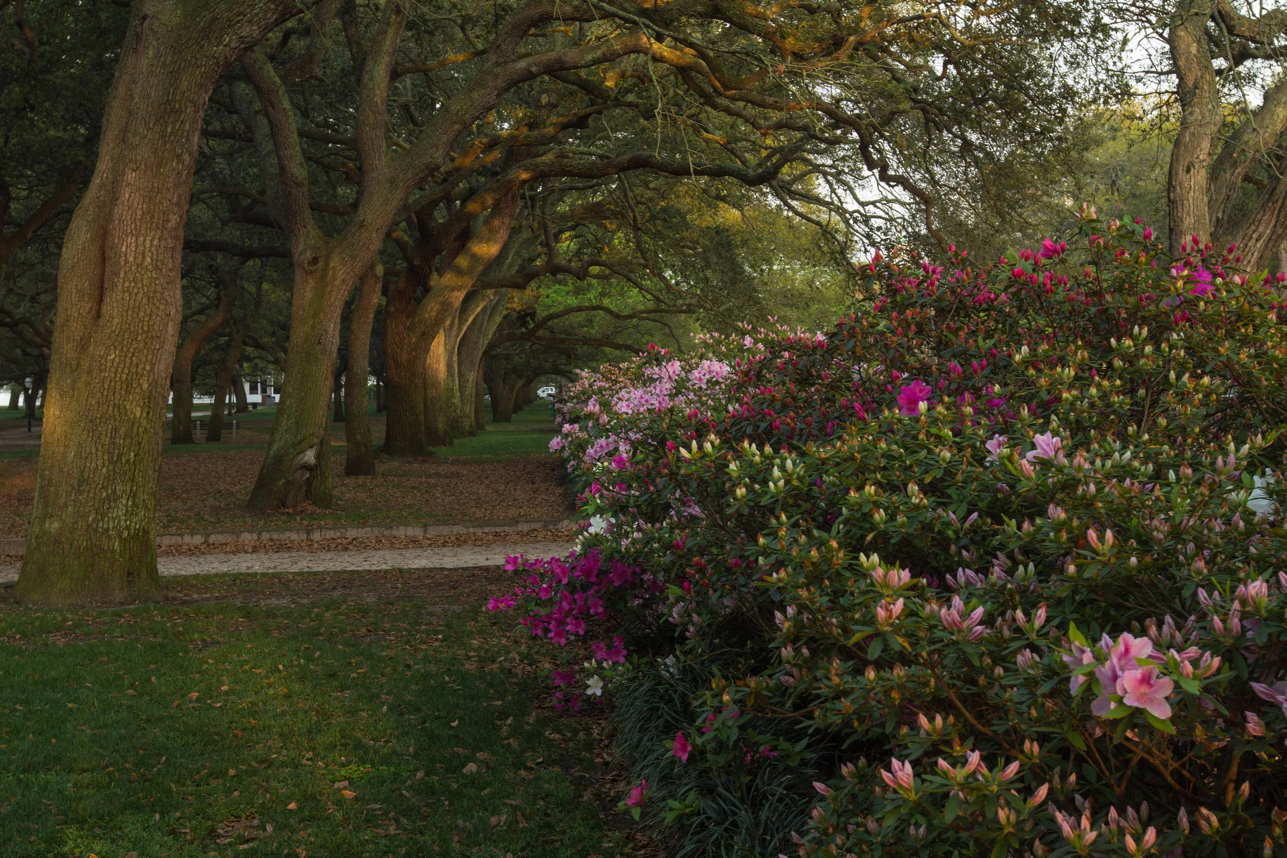 Downtown Charleston-0135.jpg