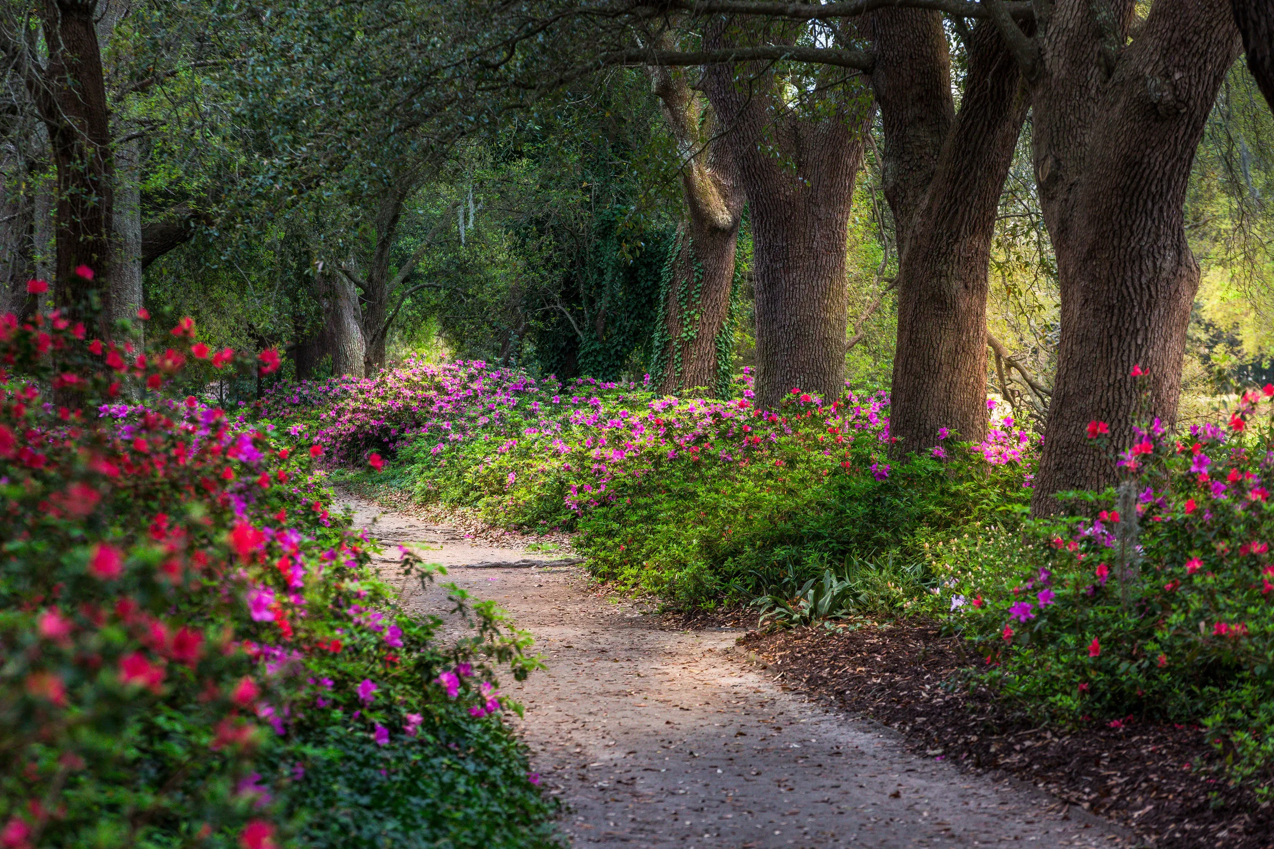 Hampton Park-0002.jpg