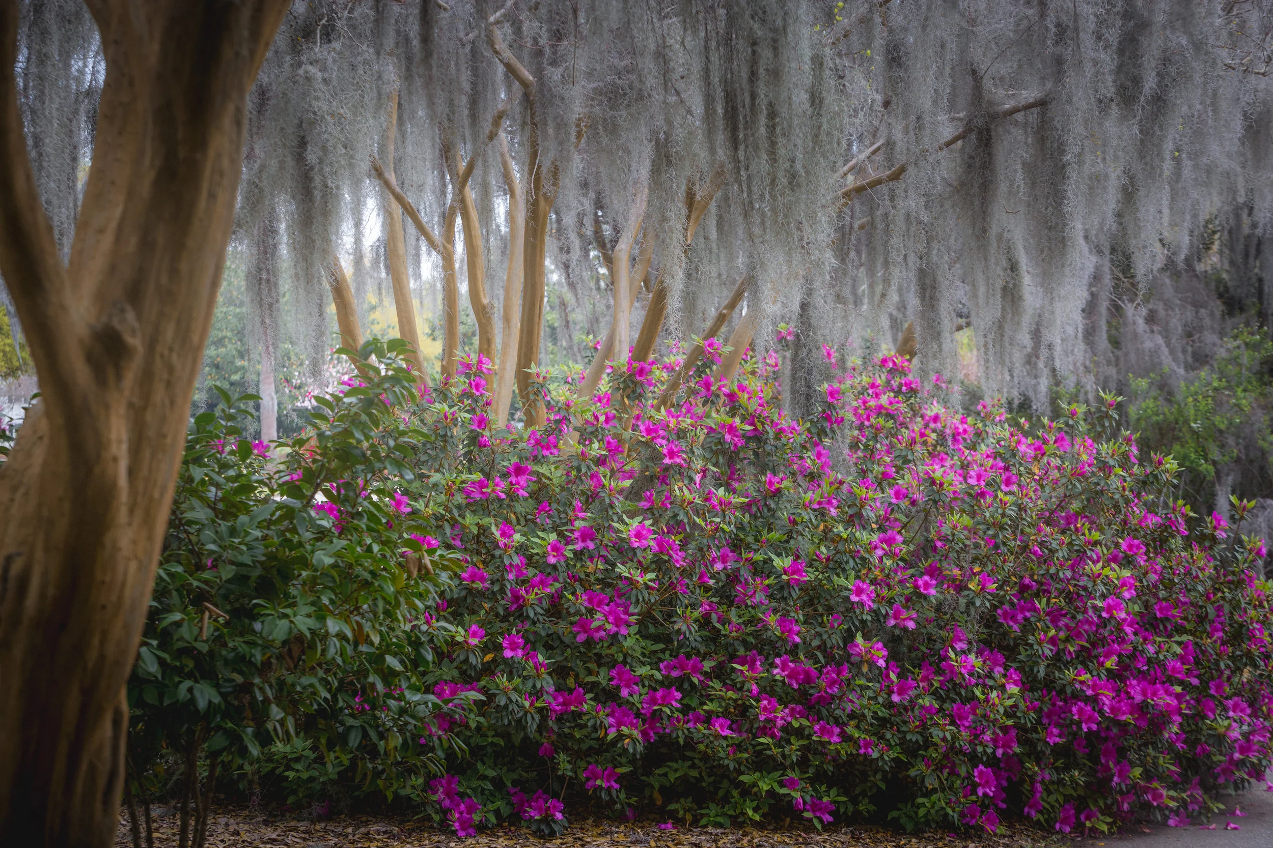Hampton Park-0004.jpg