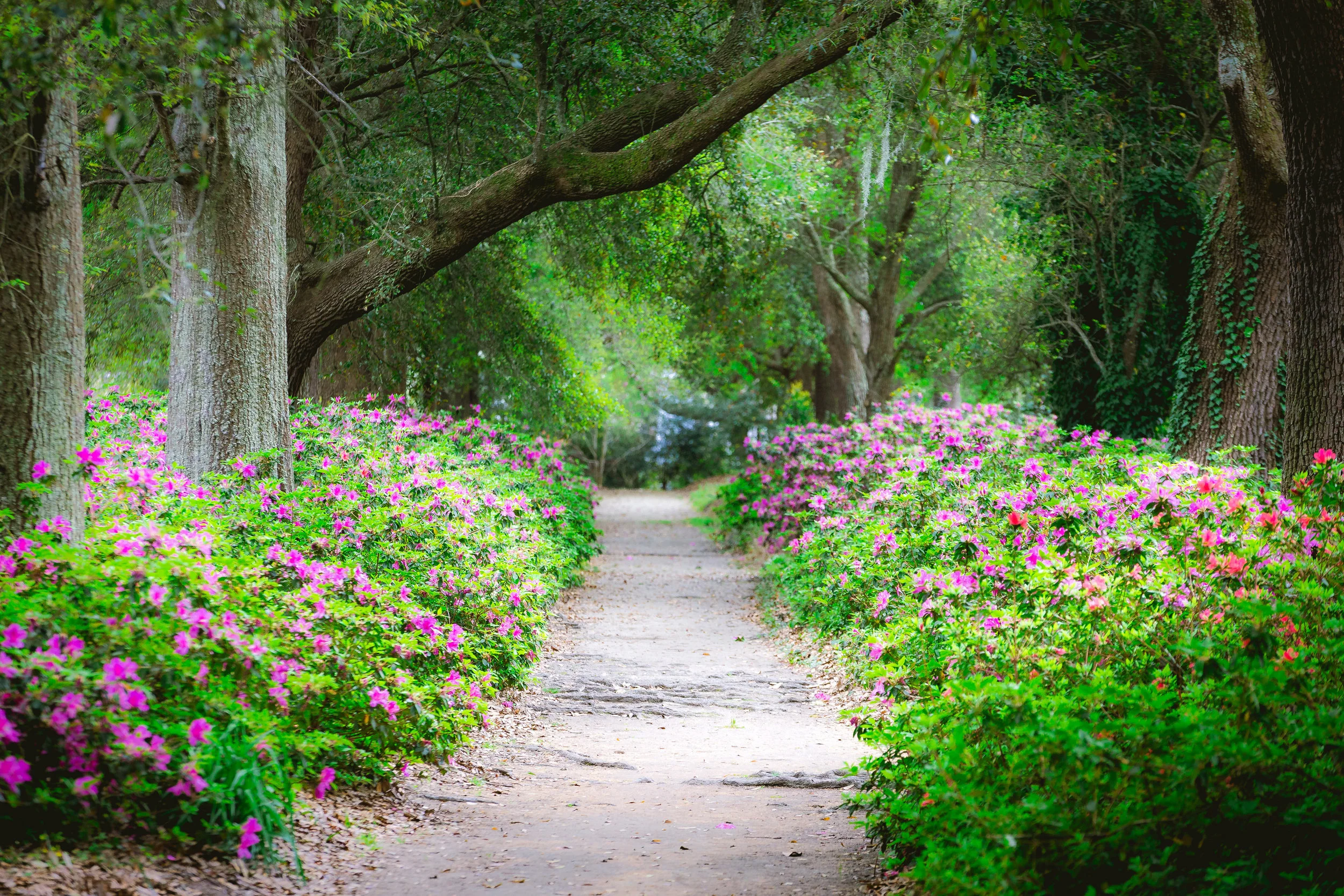 Hampton Park-0013.jpg