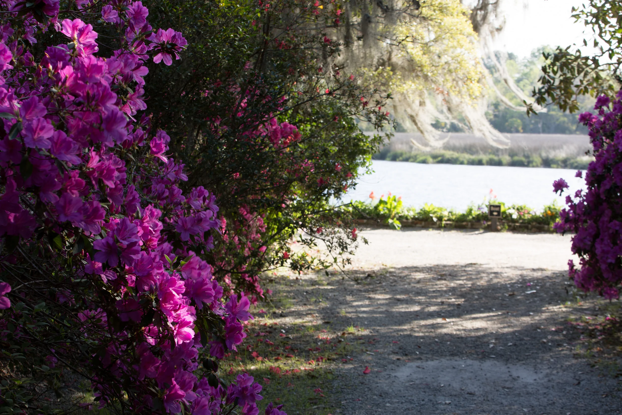 Magnolia Plantation-0025.jpg