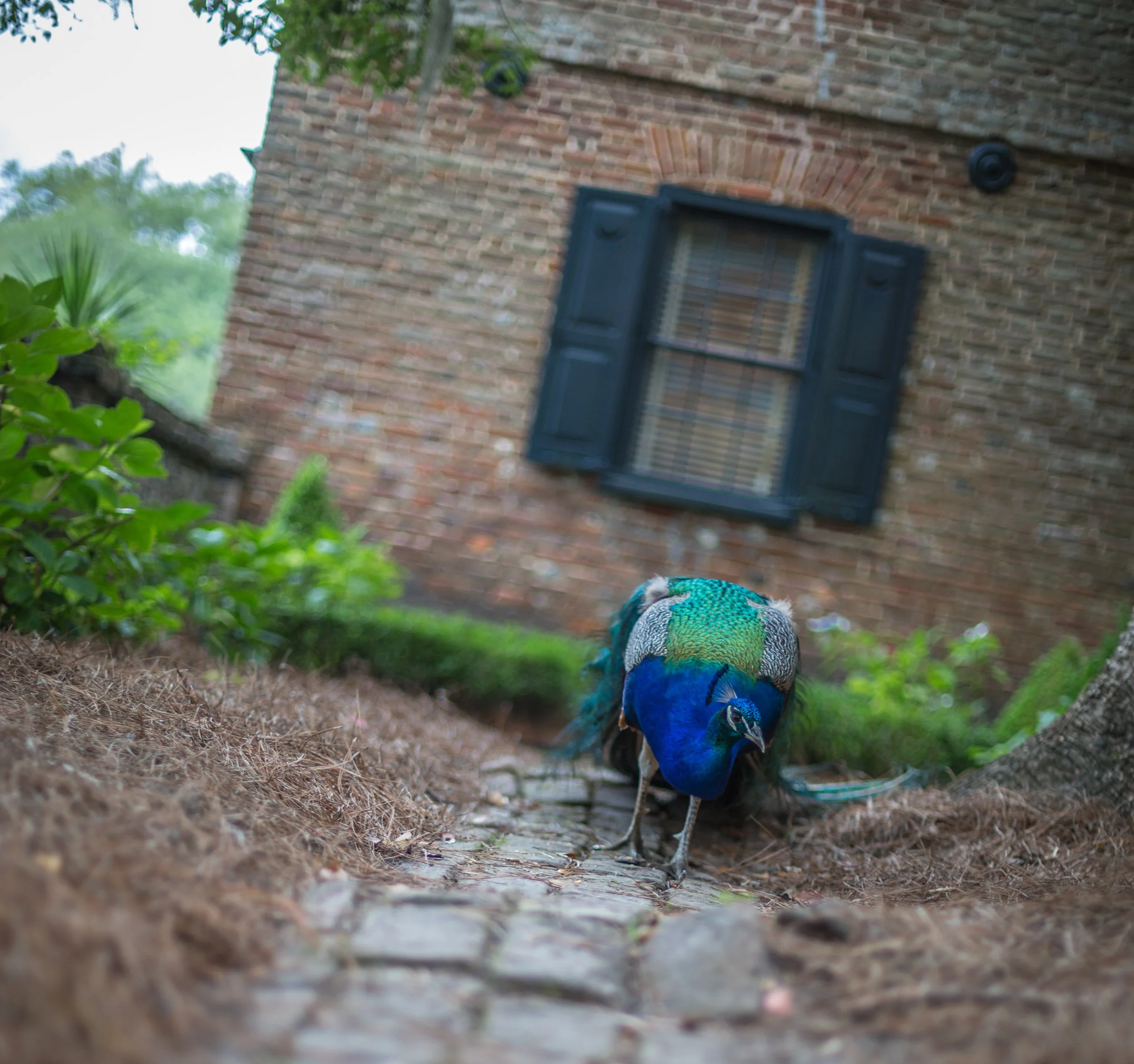 Middleton Place-0004.jpg