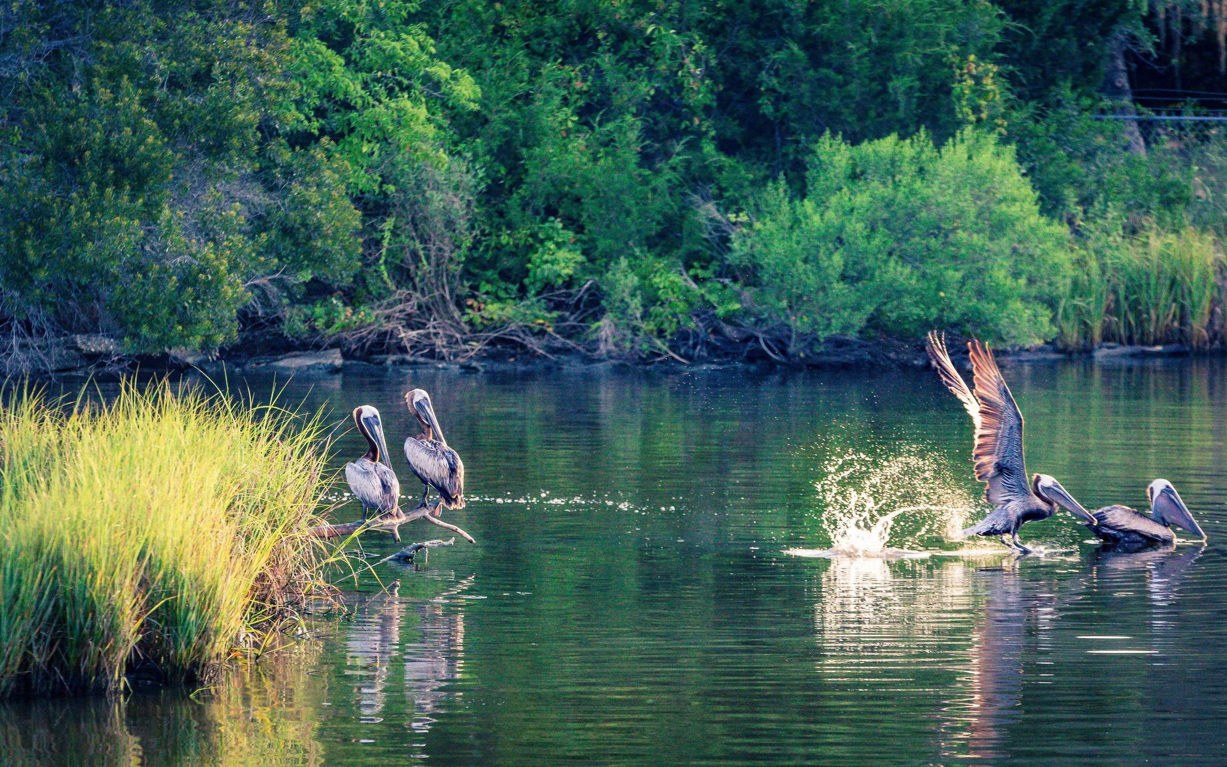 Nature-0037.jpg