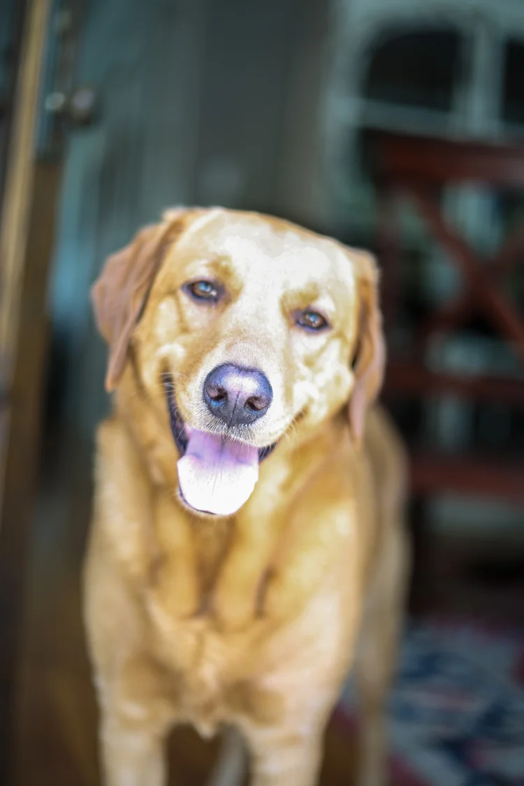 Charleston+Photographer.jpg