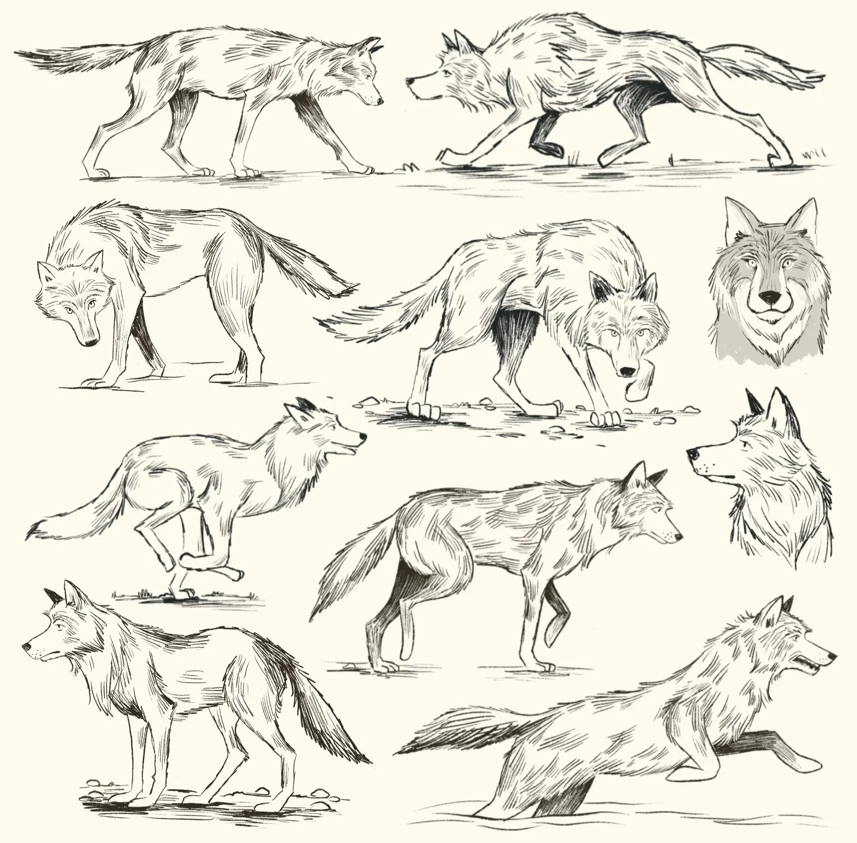 Sketches for What Goes on Inside a Wolf Pack?
