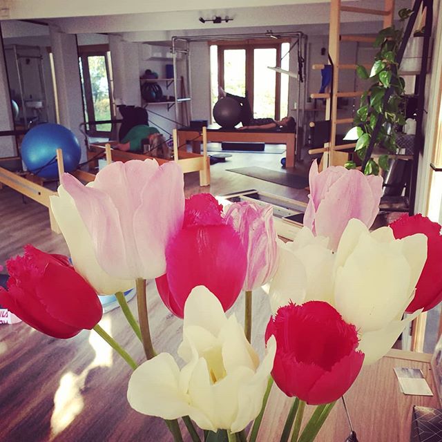 Pilates and Tulips! We're in full bloom here at #amityclinicalmovementstudio 🌷🌷🌷 #clinicalpilates #physio #amitymovementstudio