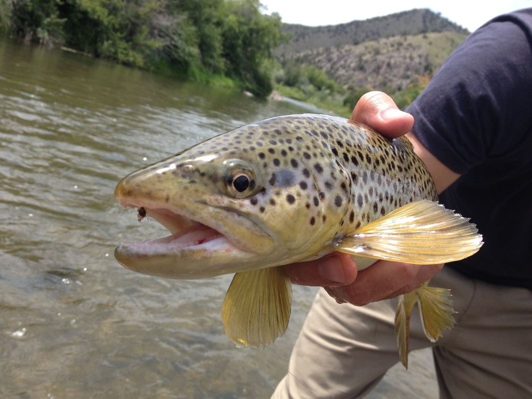 Here's my number one fly stuck to the nose of a nice brown!