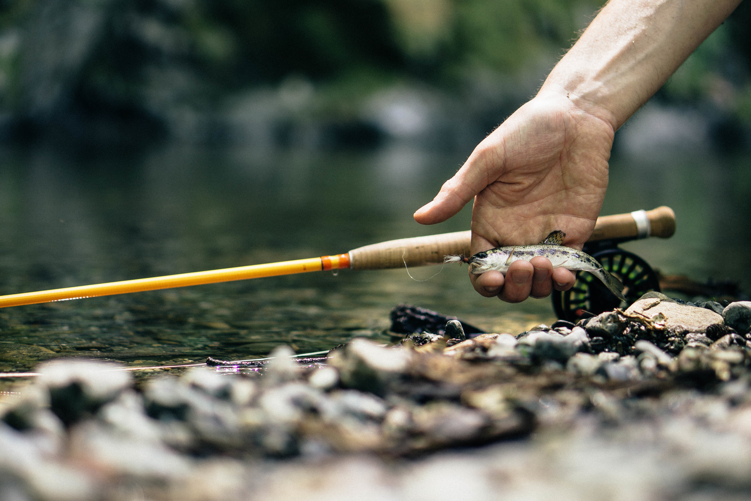 Creek Fishing 101: How to Fish Small Streams