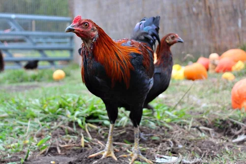 What is a Gamecock Bird: Fascinating Facts You Must Know