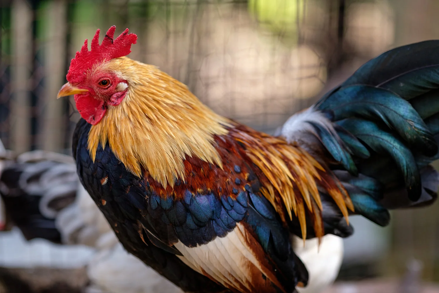 raised dog bowls for small dogs