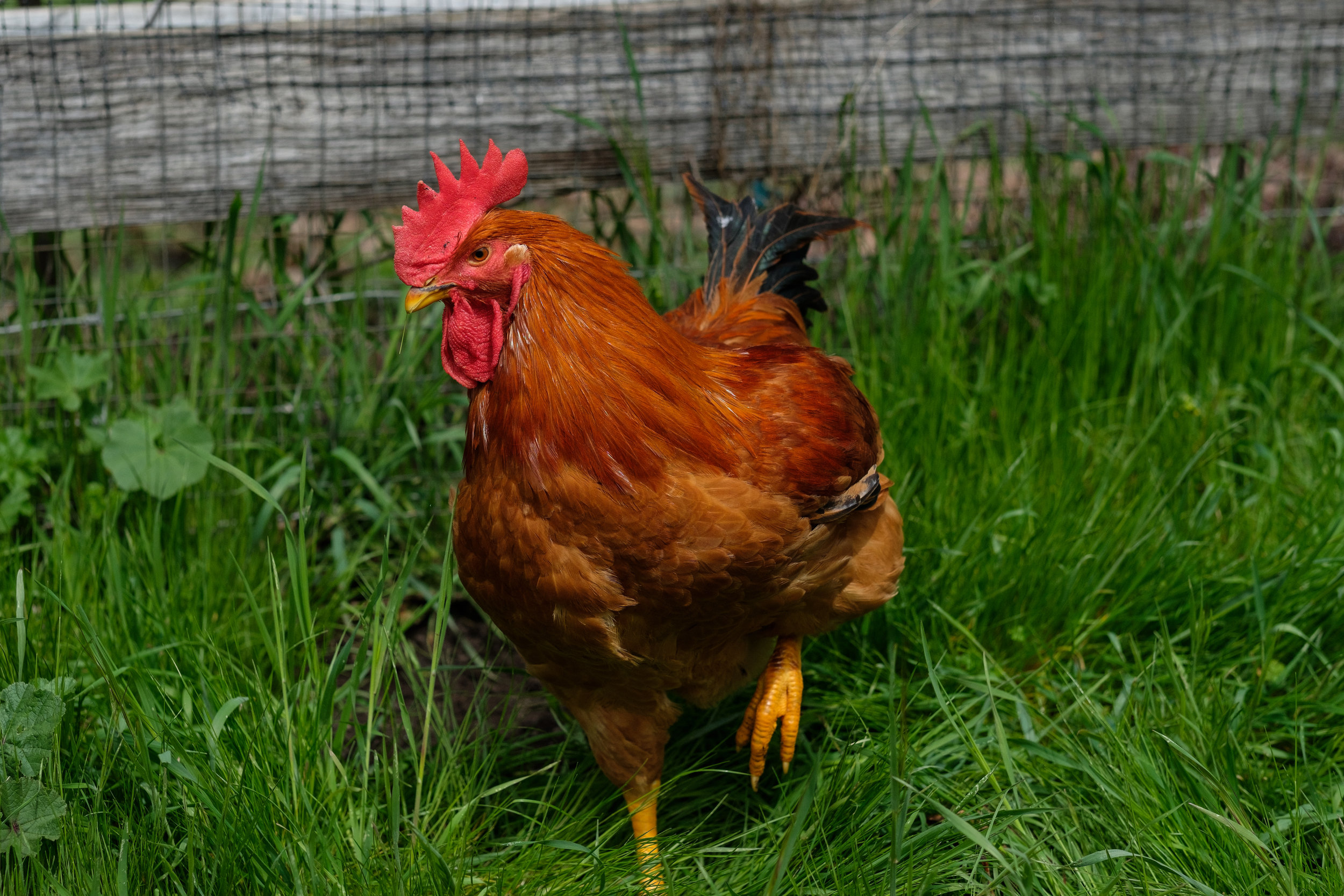 Big Bold Roosters