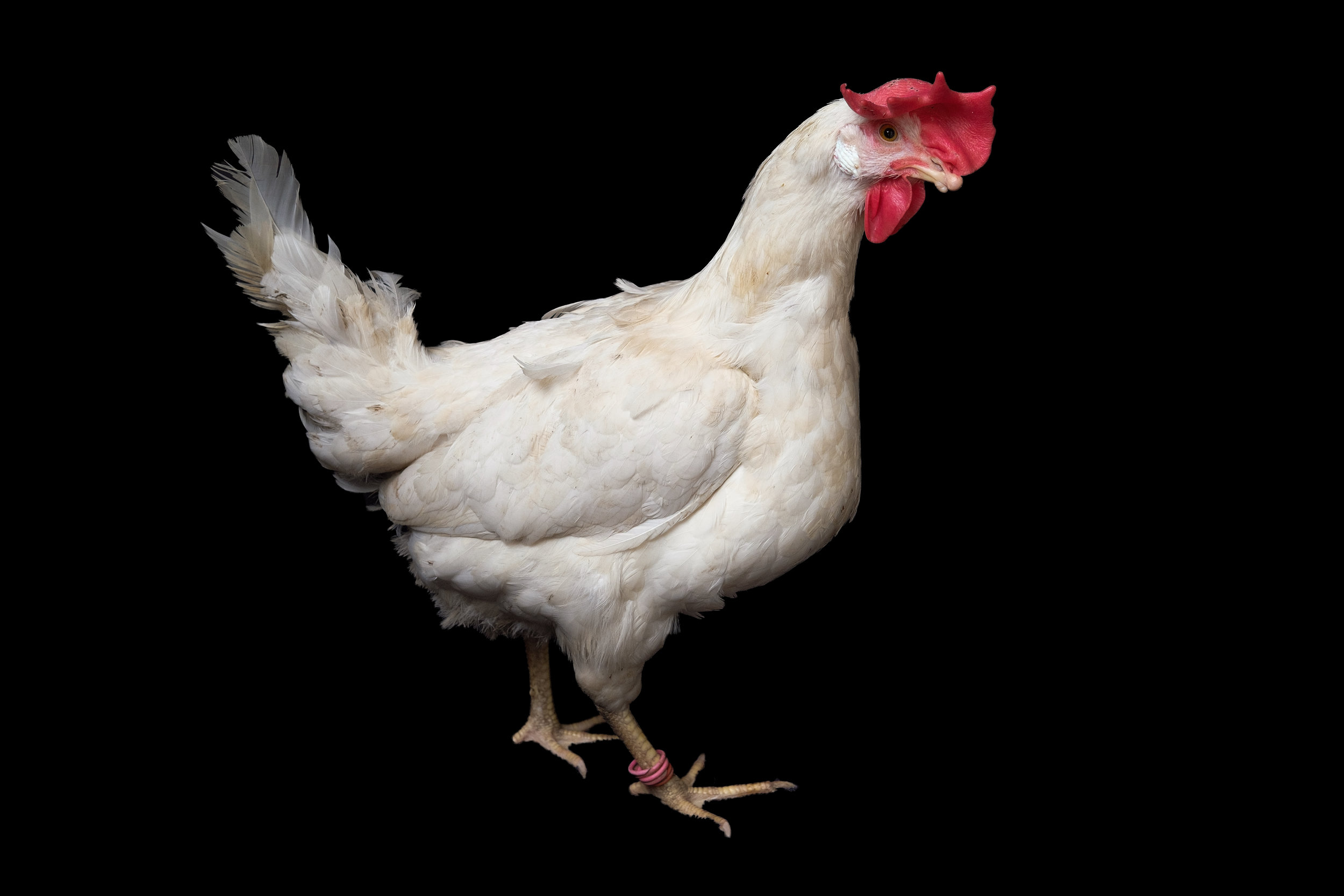Leghorn Ladies