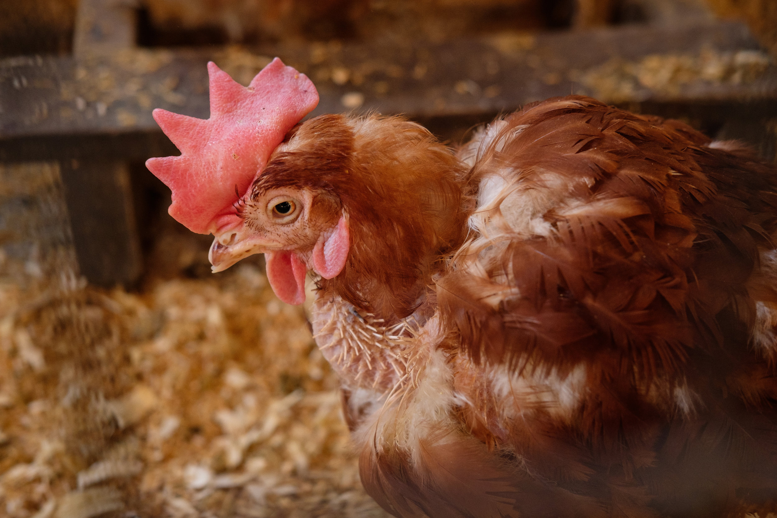 Red Egg-Farm Refugees