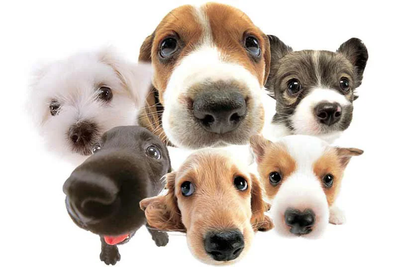 funny_dogs_wallpaper-29144.jpg