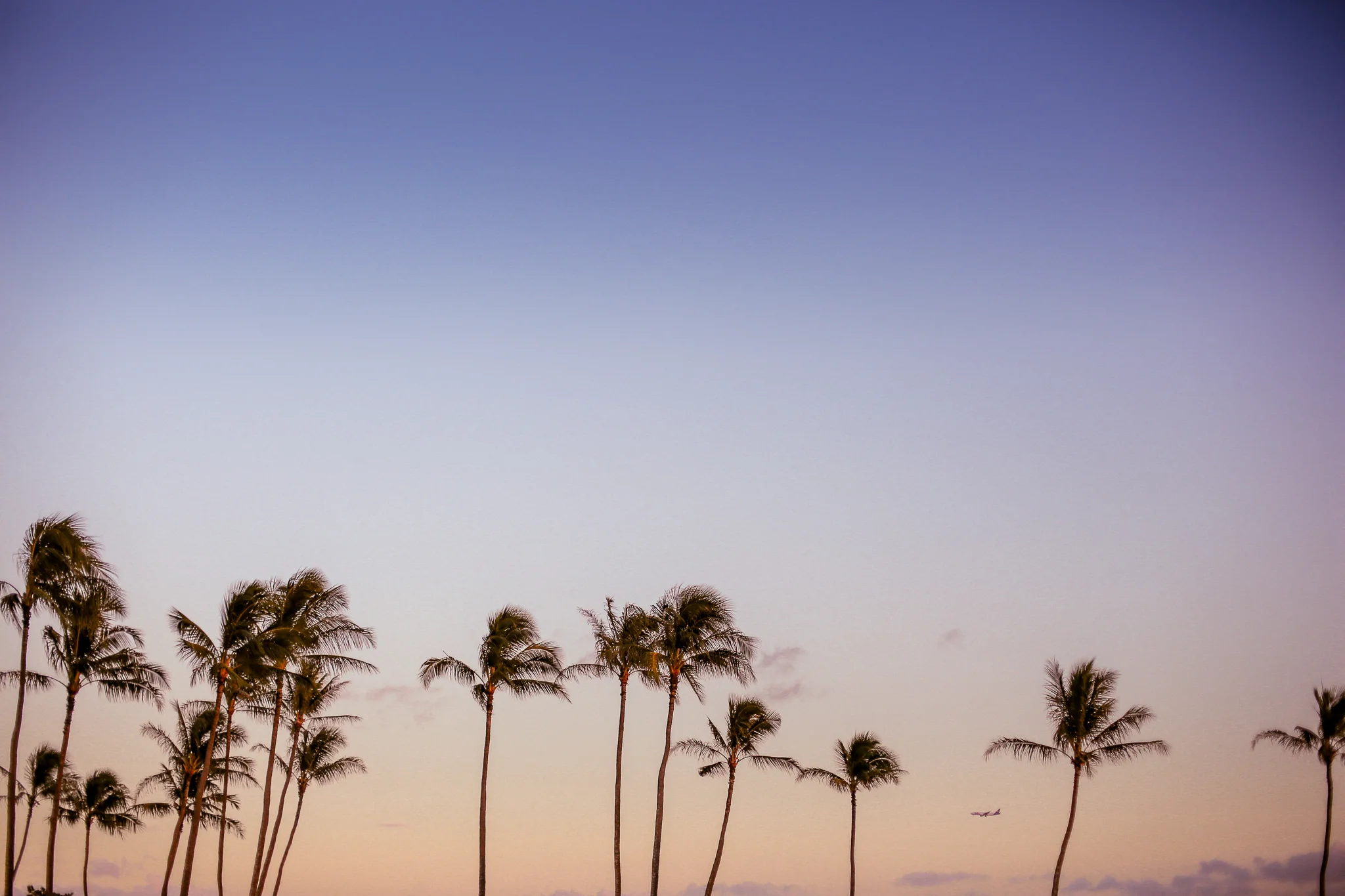 ss palm trees and fed ex plane September 18, 2016.jpg