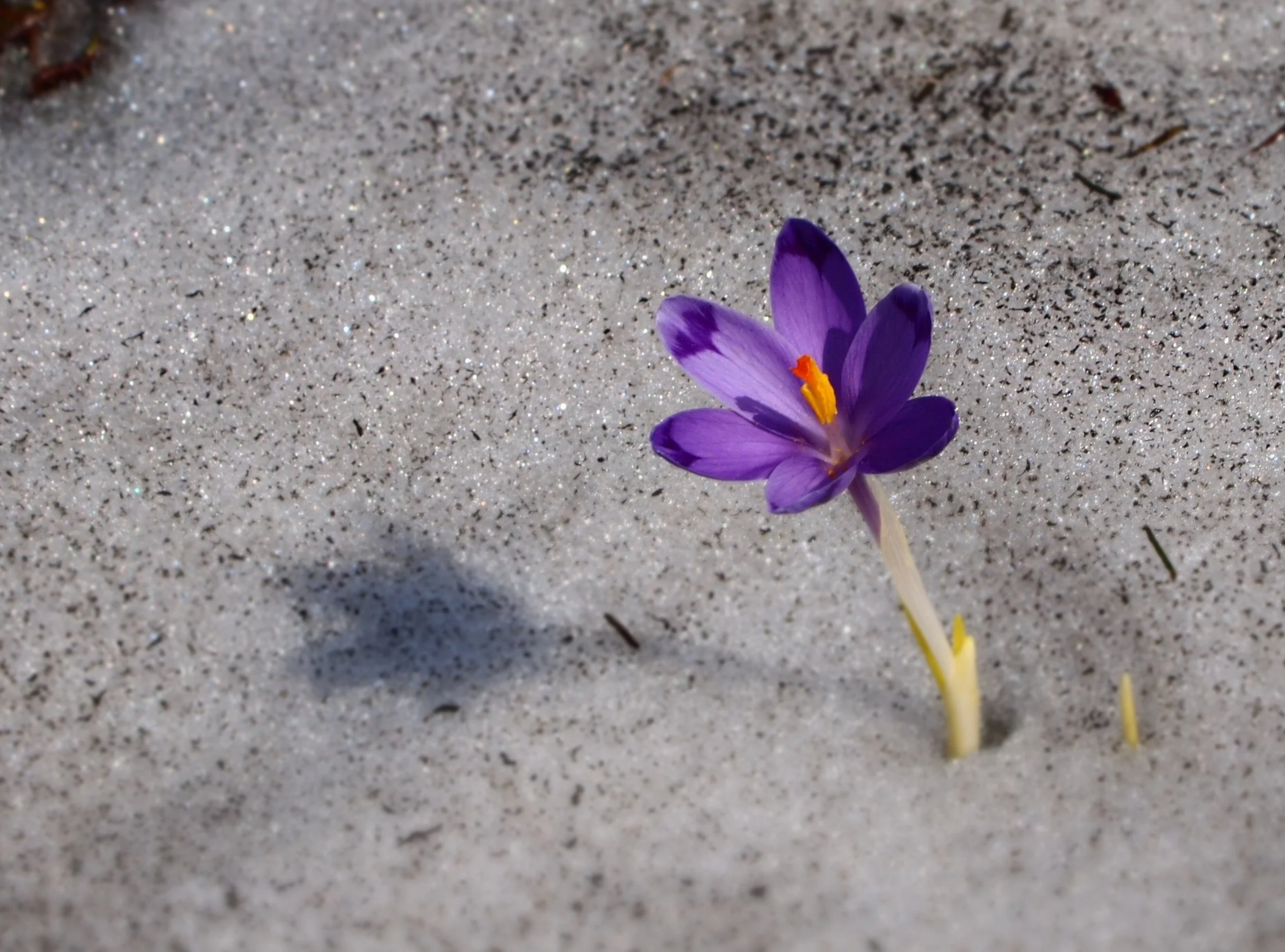 Nature-Flower1-Crocus-BIGSTOCK.jpg