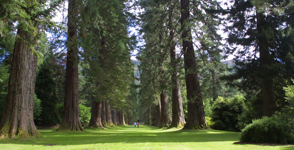 benmore gardens