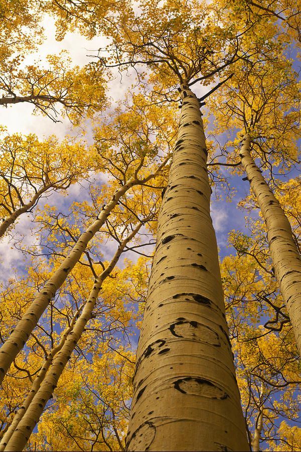 c1ebfd5cc517b64e3db5a208efe61b50--aspen-trees-perspective.jpg