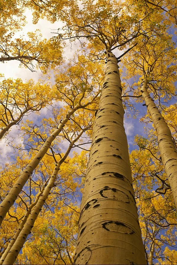 Find out the gossip on our Aspen trees. — Carry Farm Holiday Lodges