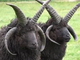 Do you know why we are lucky to have Hebridean sheep?