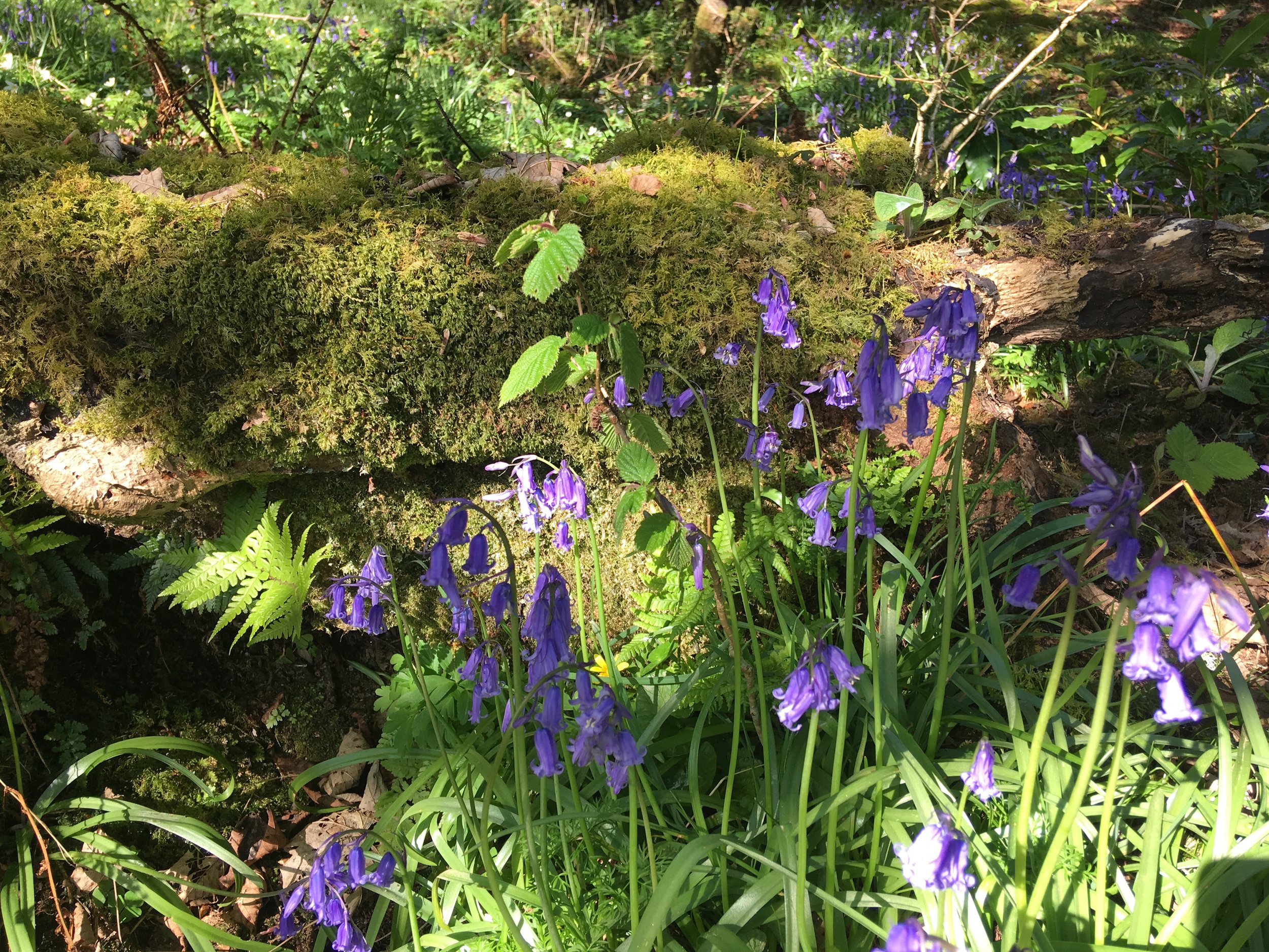 bluebells.JPG