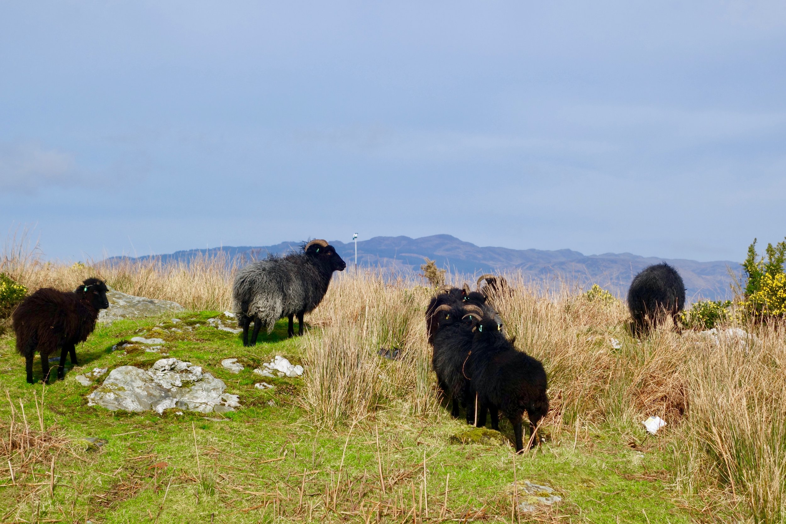 Hebrideans on mound.jpeg