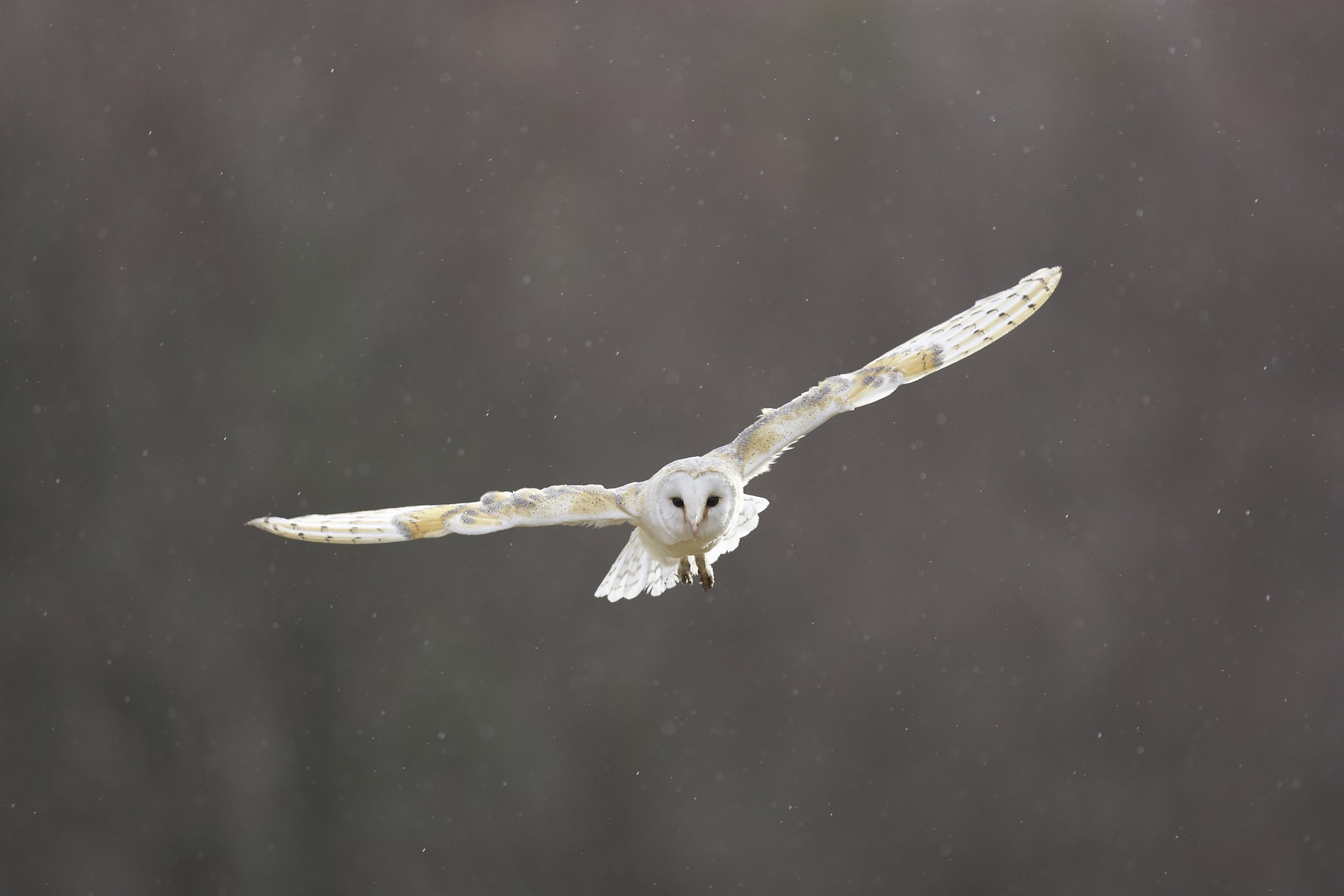 Barn Owl81640.jpg