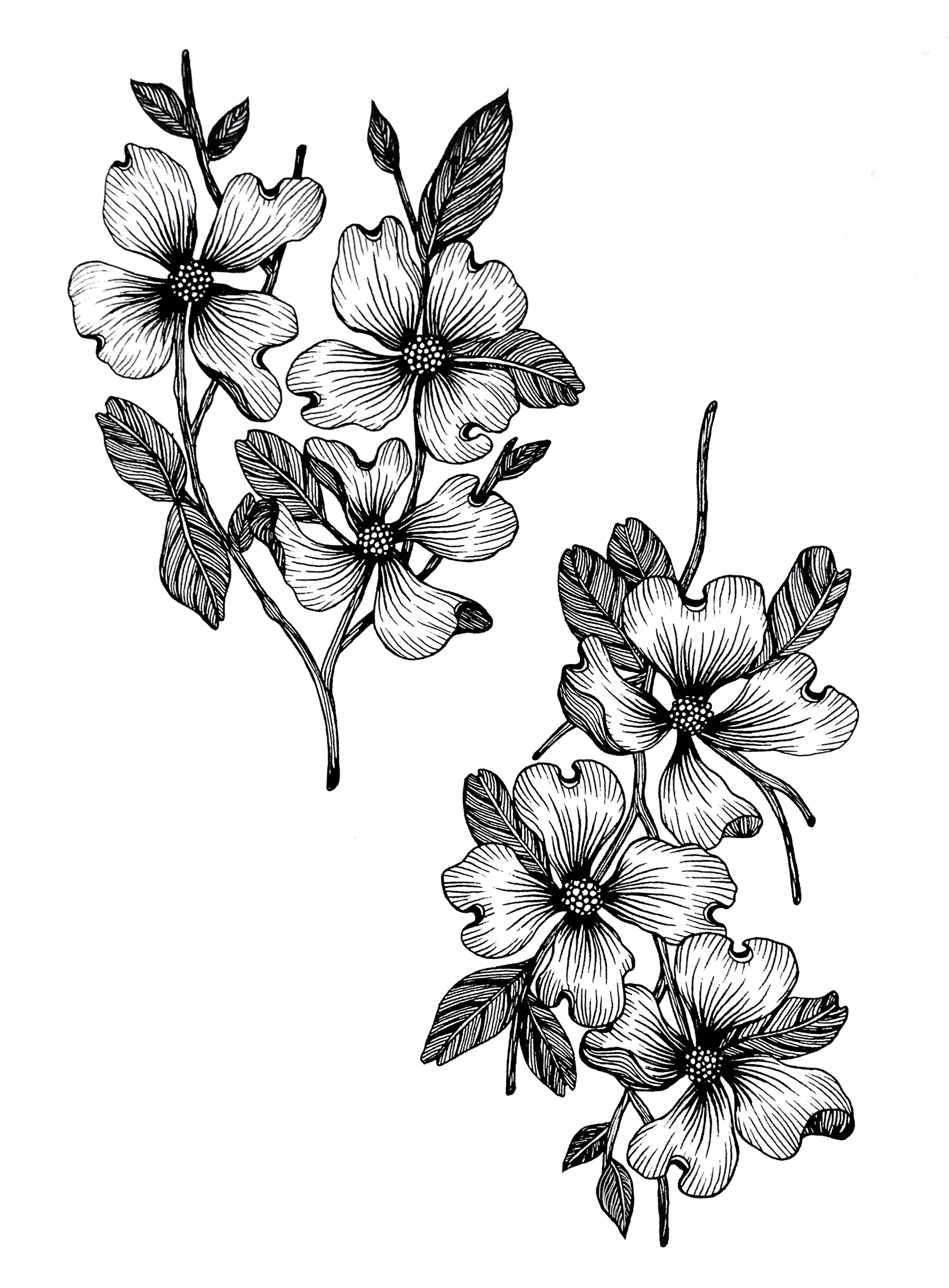 mirrored dogwoods.jpg