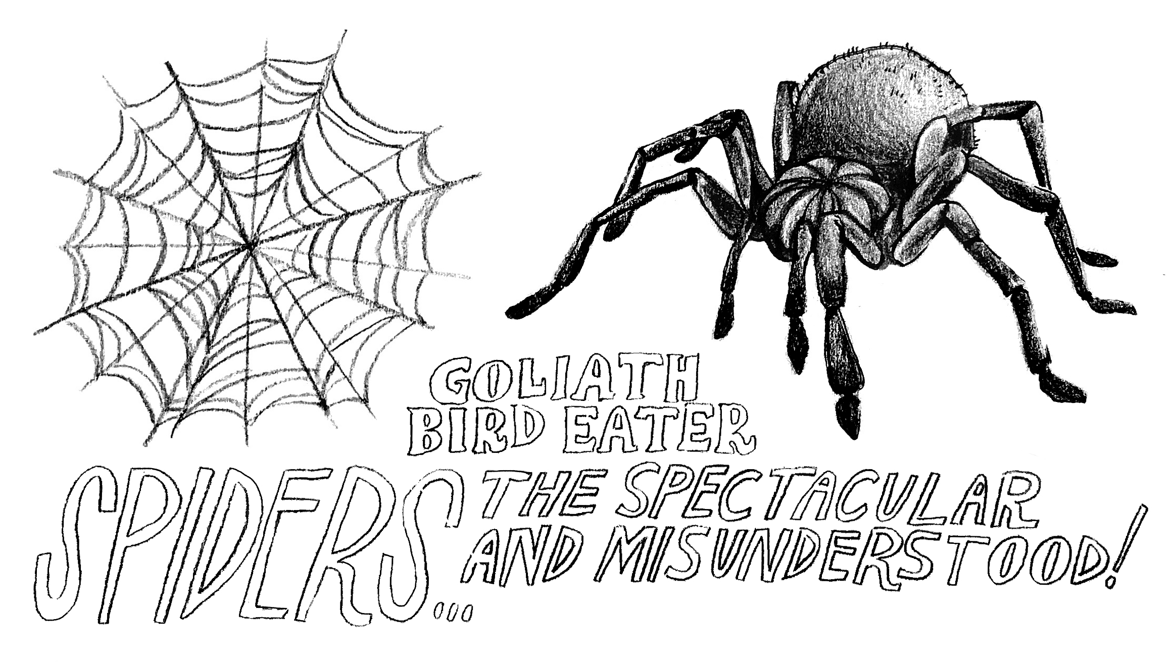 spider sketch .jpg