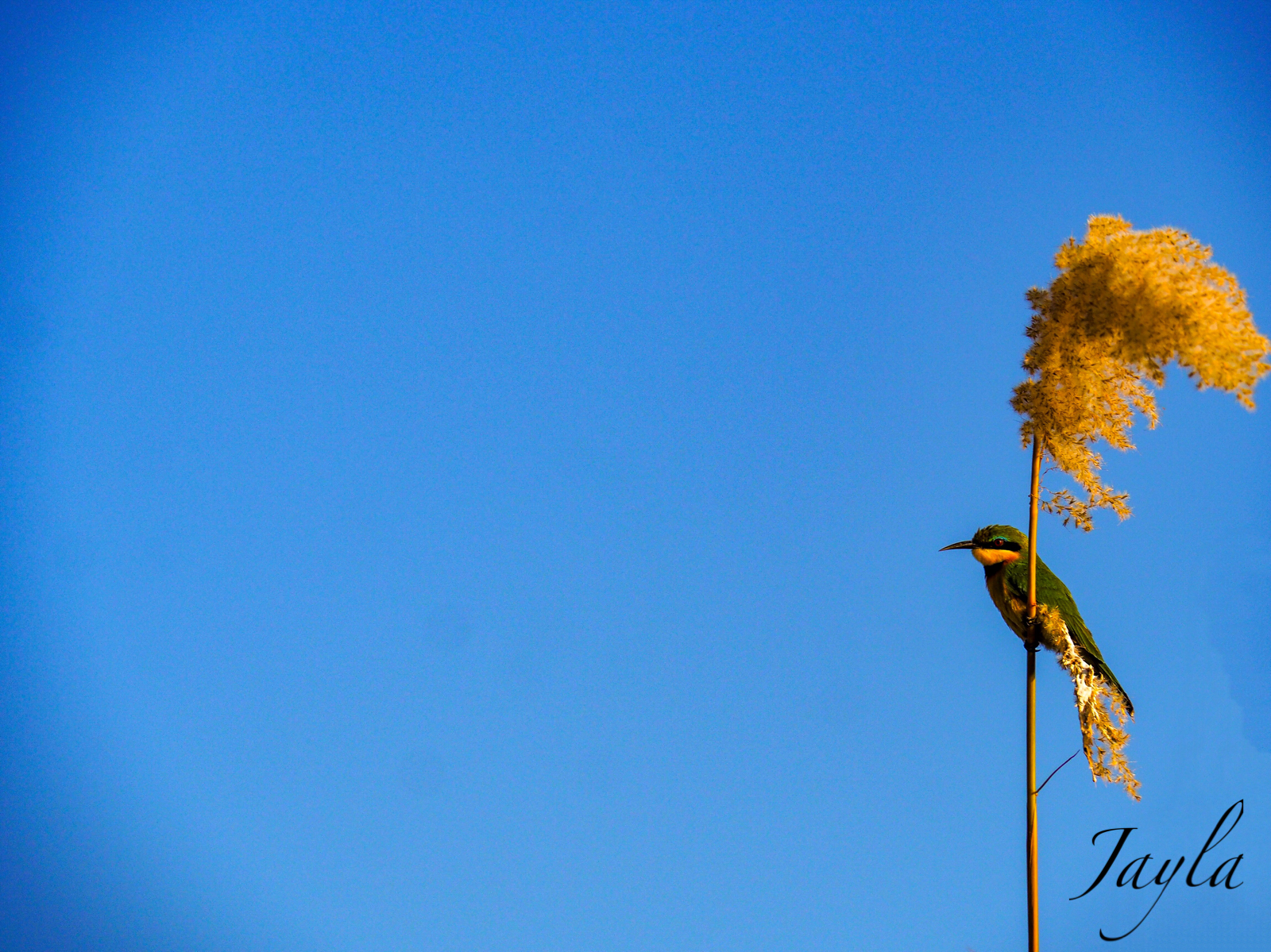 Okavango Delta, Botswana