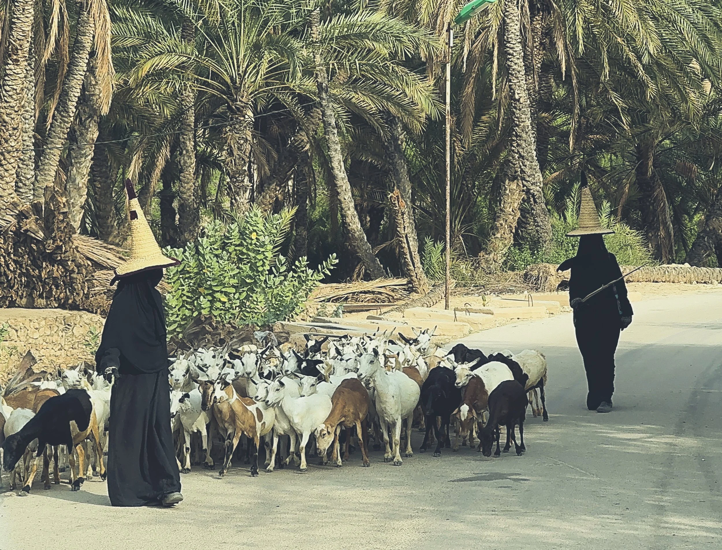 Female shepherds of  Hadhramaut